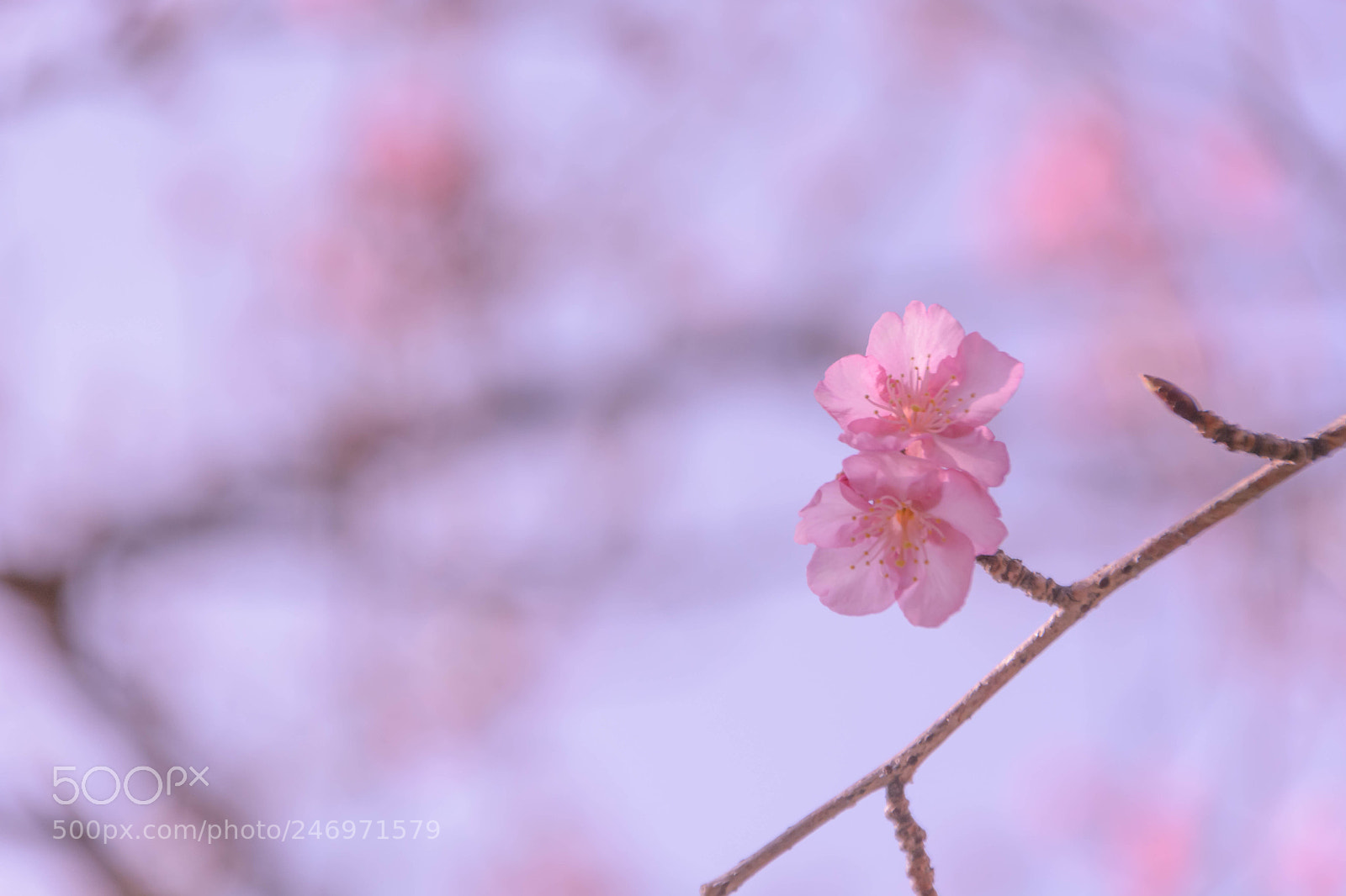 Nikon D5200 sample photo. 河津桜 photography
