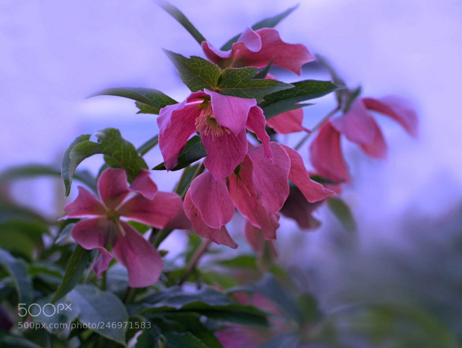 Nikon D7100 sample photo. Flowers photography