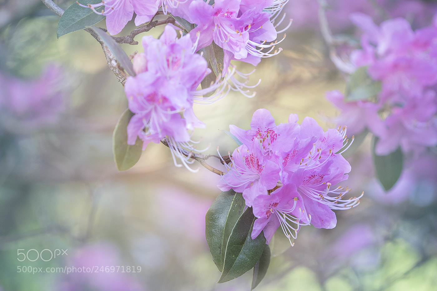 Canon EOS 7D Mark II sample photo. Rhododendron photography