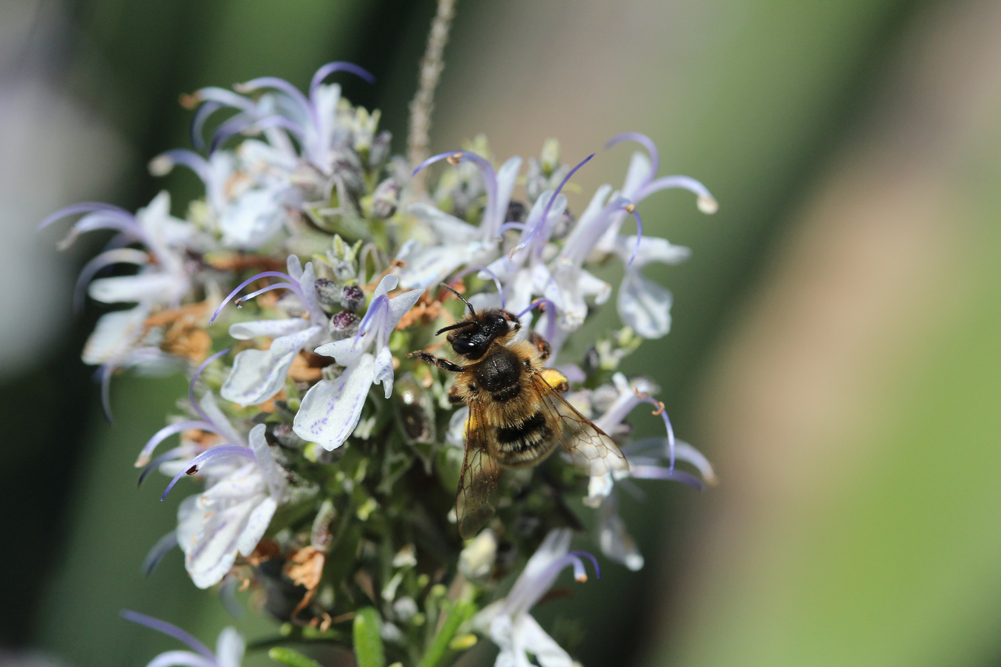 Canon EF-S 60mm F2.8 Macro USM sample photo. Img photography