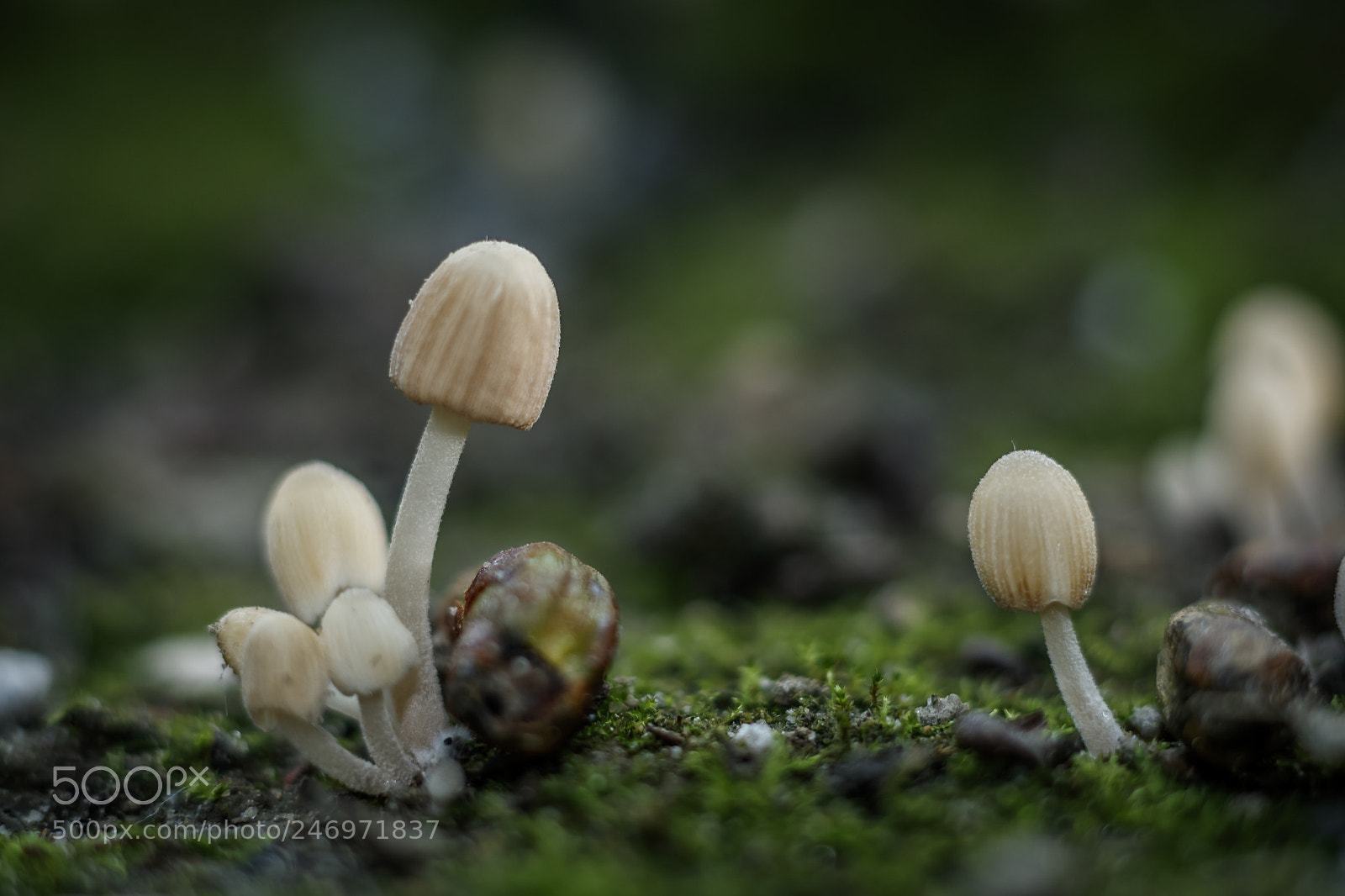 Canon EOS 760D (EOS Rebel T6s / EOS 8000D) sample photo. Tiny ink photography