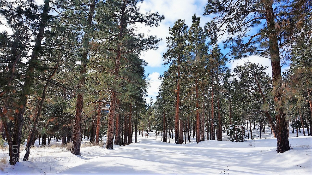 Sony Alpha NEX-3N sample photo. Les arbres photography