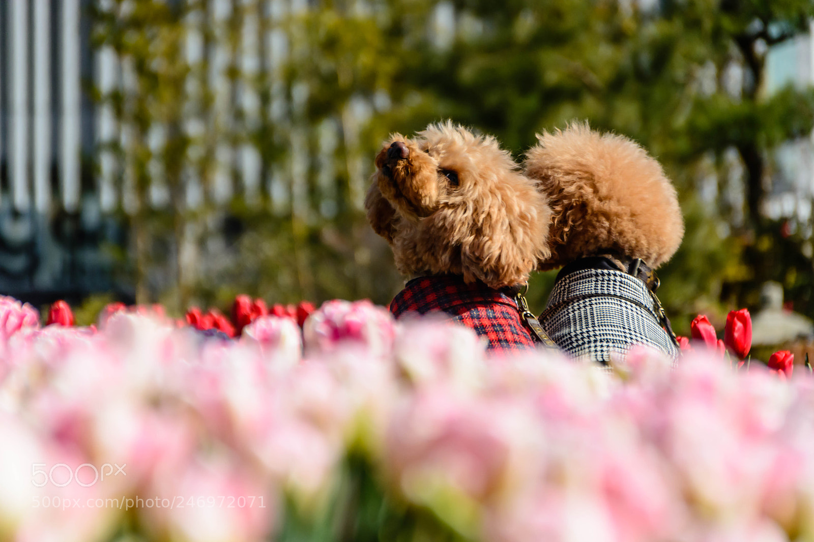 Nikon D5200 sample photo. Smile photography