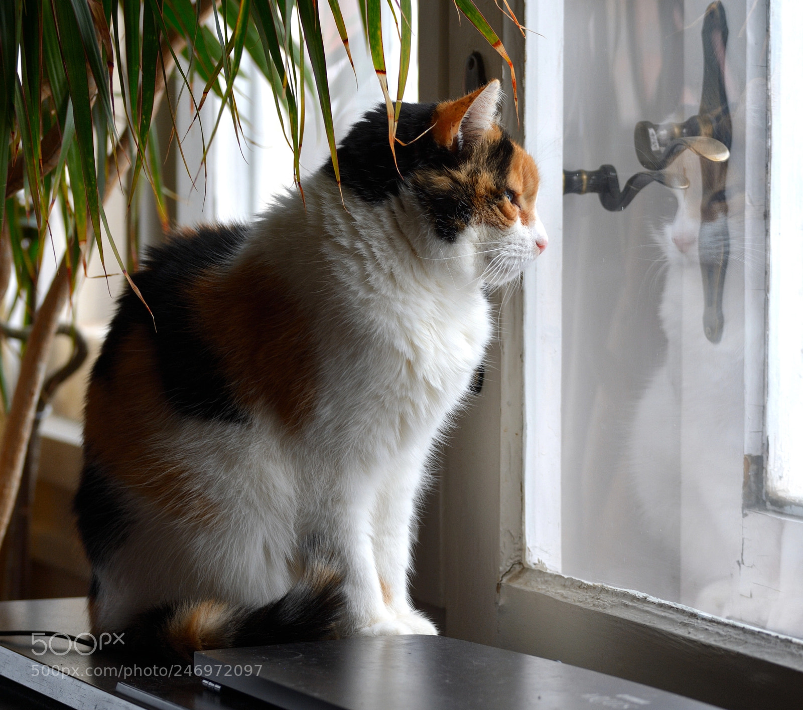 Nikon D7100 sample photo. Alone photography