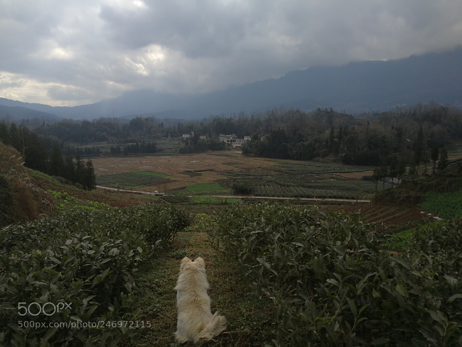 HUAWEI Mate 9 sample photo. Untitled photography