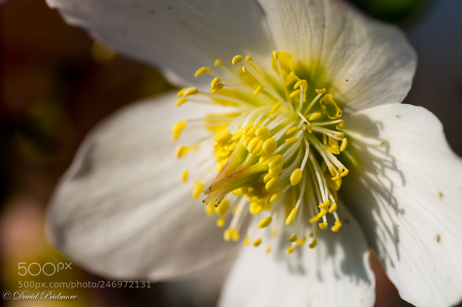 Nikon D7200 sample photo. Almost spring photography