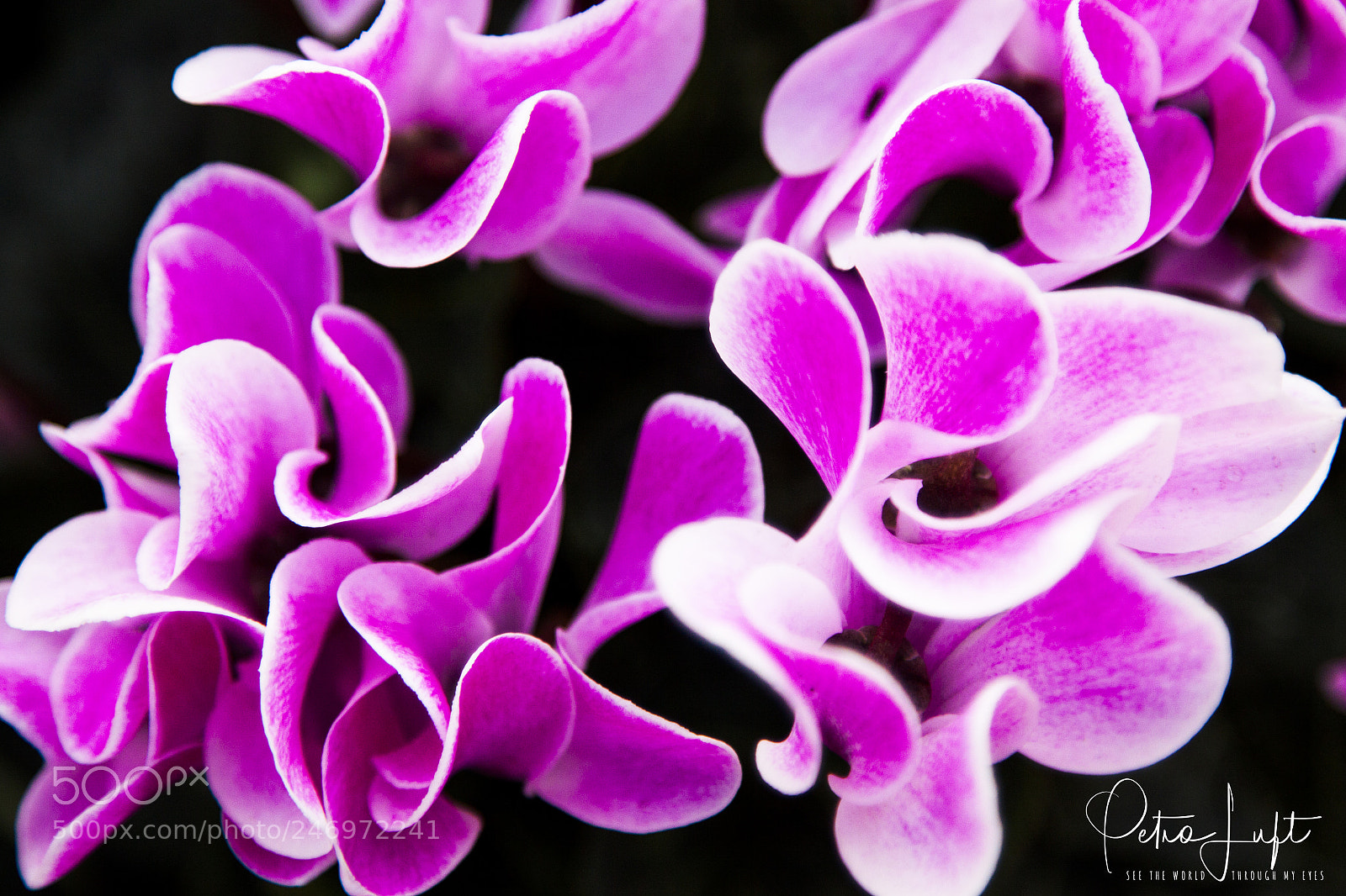 Canon EOS 50D sample photo. Purple flowers photography