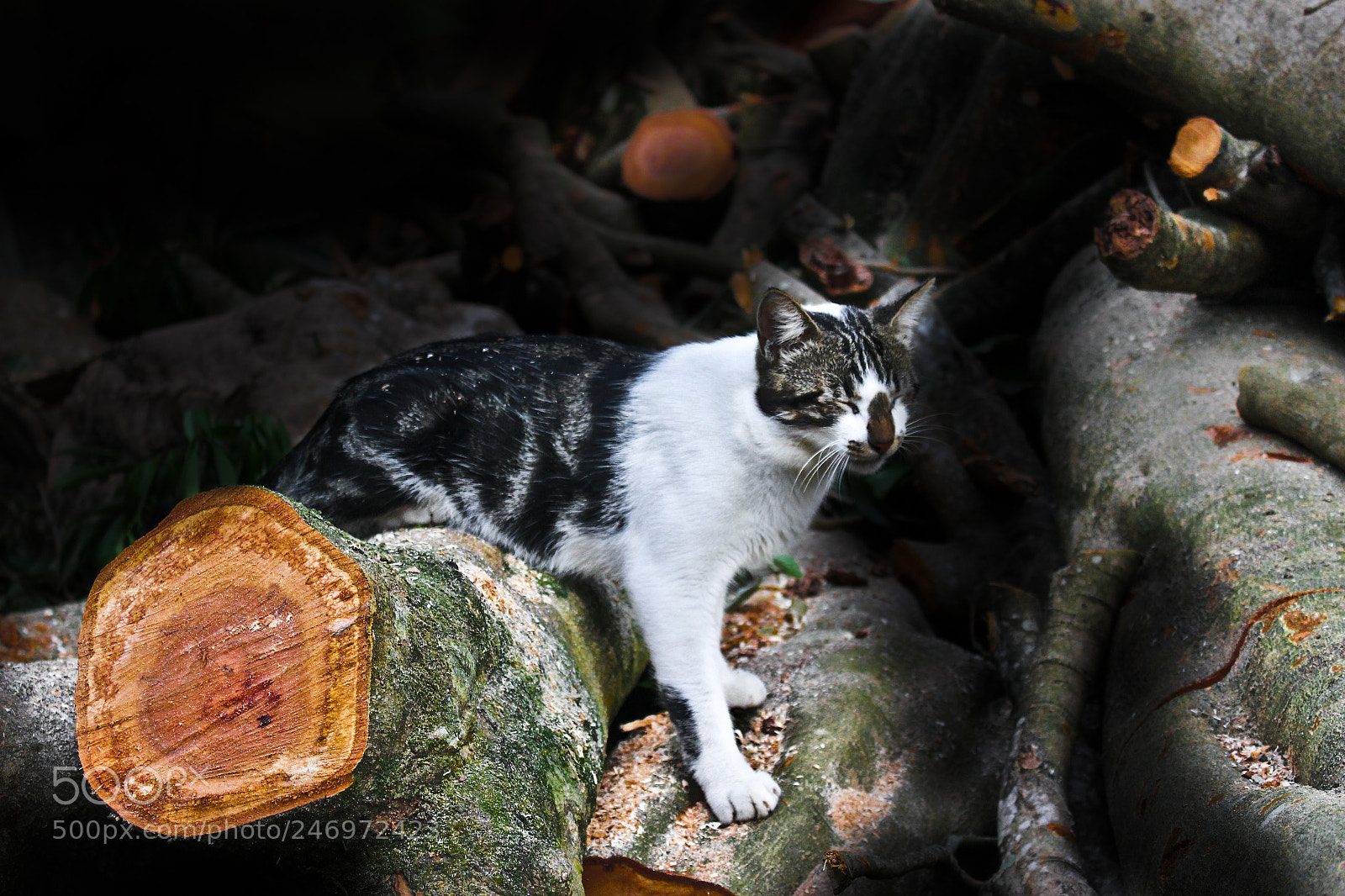 Canon EOS 100D (EOS Rebel SL1 / EOS Kiss X7) sample photo. Cat relaxing photography