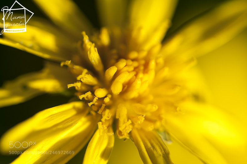 Nikon D90 sample photo. Flor macro photography