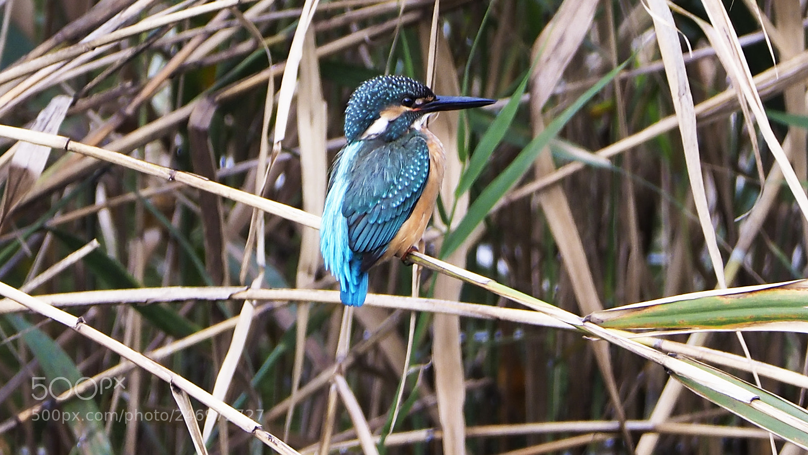 Olympus OM-D E-M1 Mark II sample photo. In the grass photography