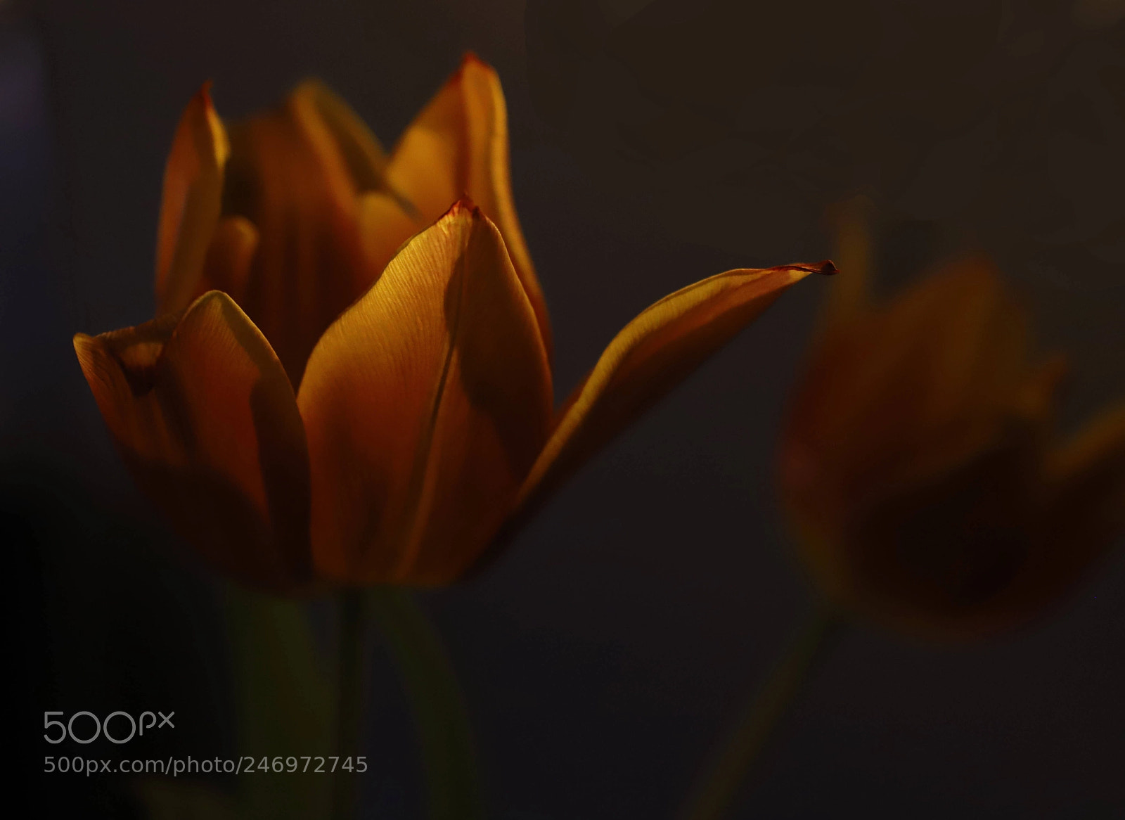 Canon EOS 6D Mark II sample photo. Blossom photography