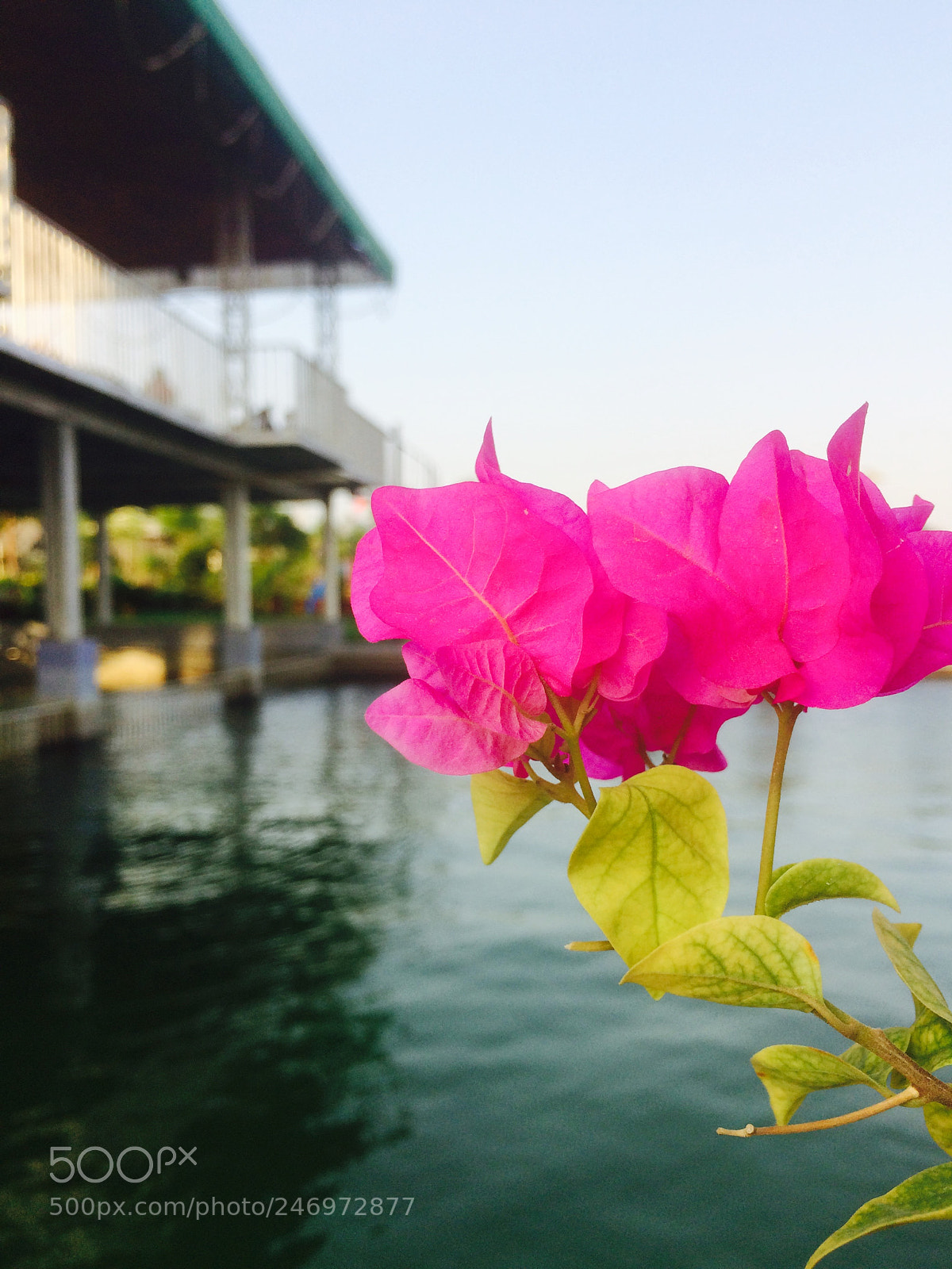 Apple iPhone 5s sample photo. Img photography