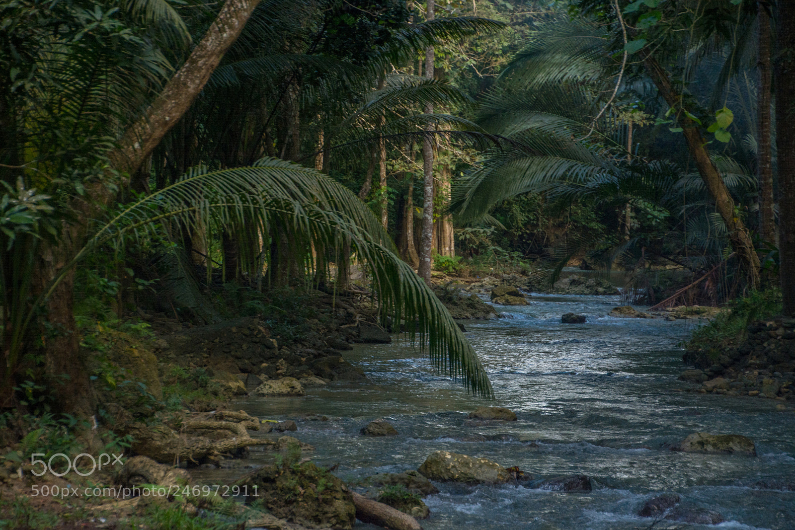 Nikon D5200 sample photo. In to the jungle photography