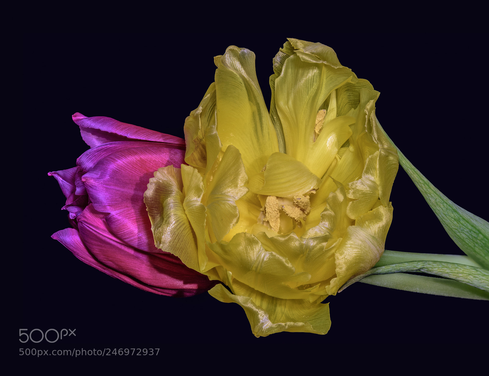 Nikon D810 sample photo. Two photography