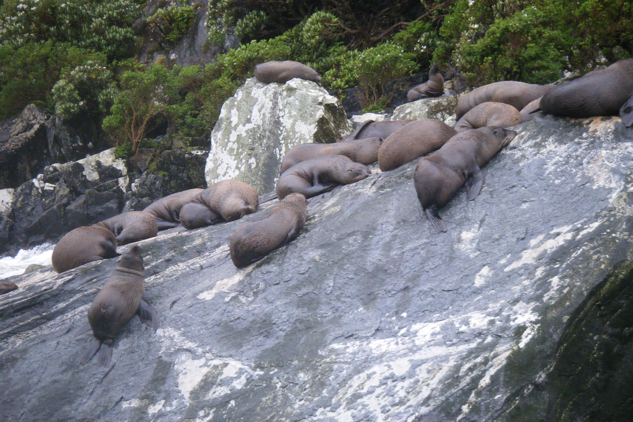 Fujifilm FinePix Z33WP sample photo. Milford sound new zealand photography