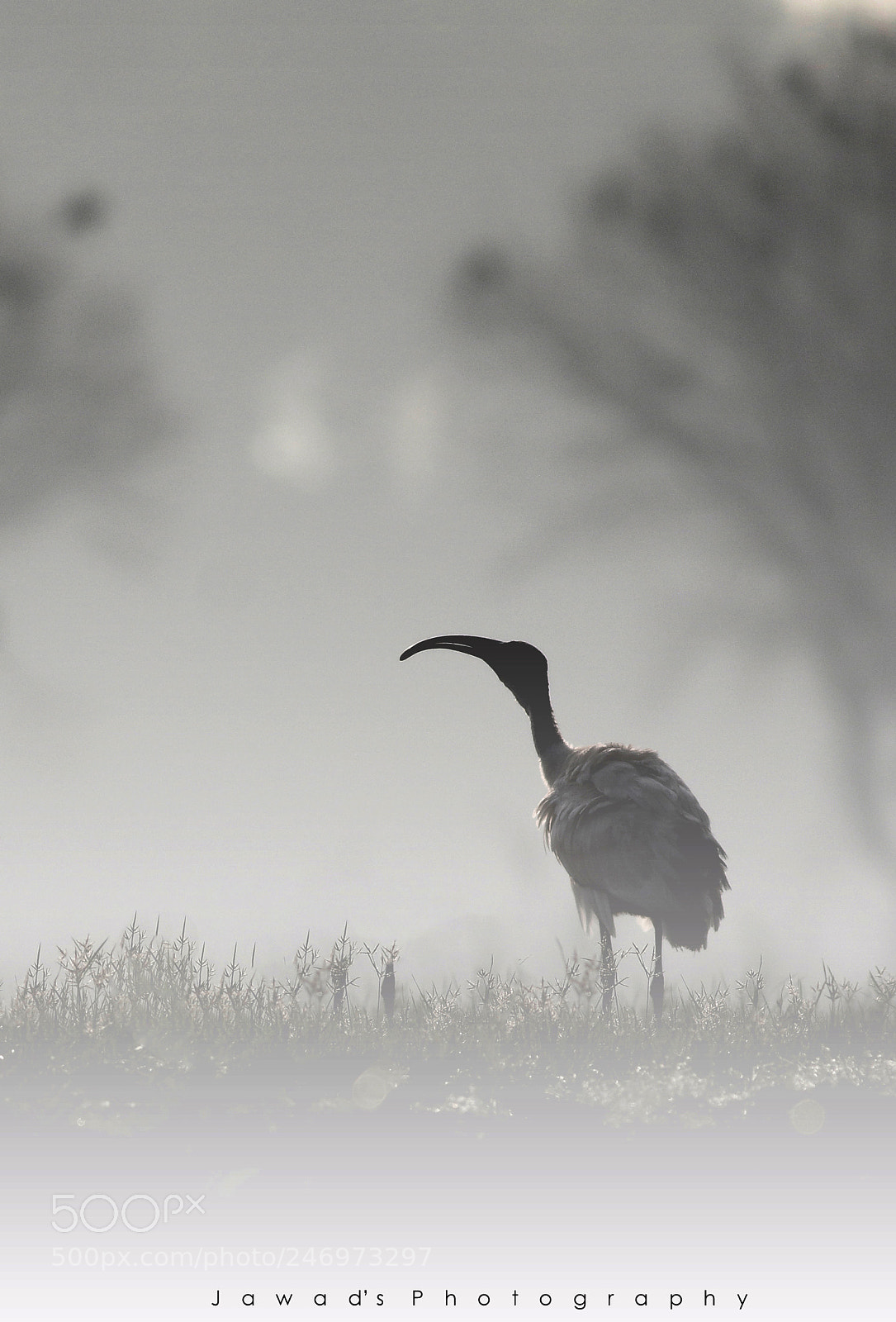 Canon EOS 7D Mark II sample photo. Nature's call ! photography