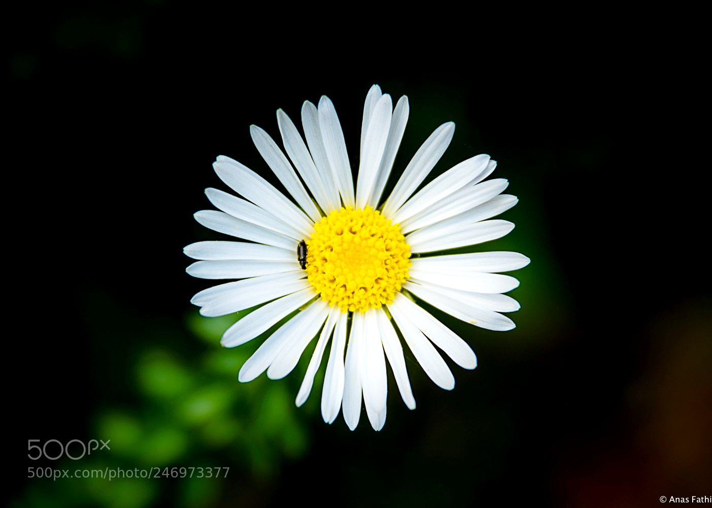 Nikon D810 sample photo. White flower photography