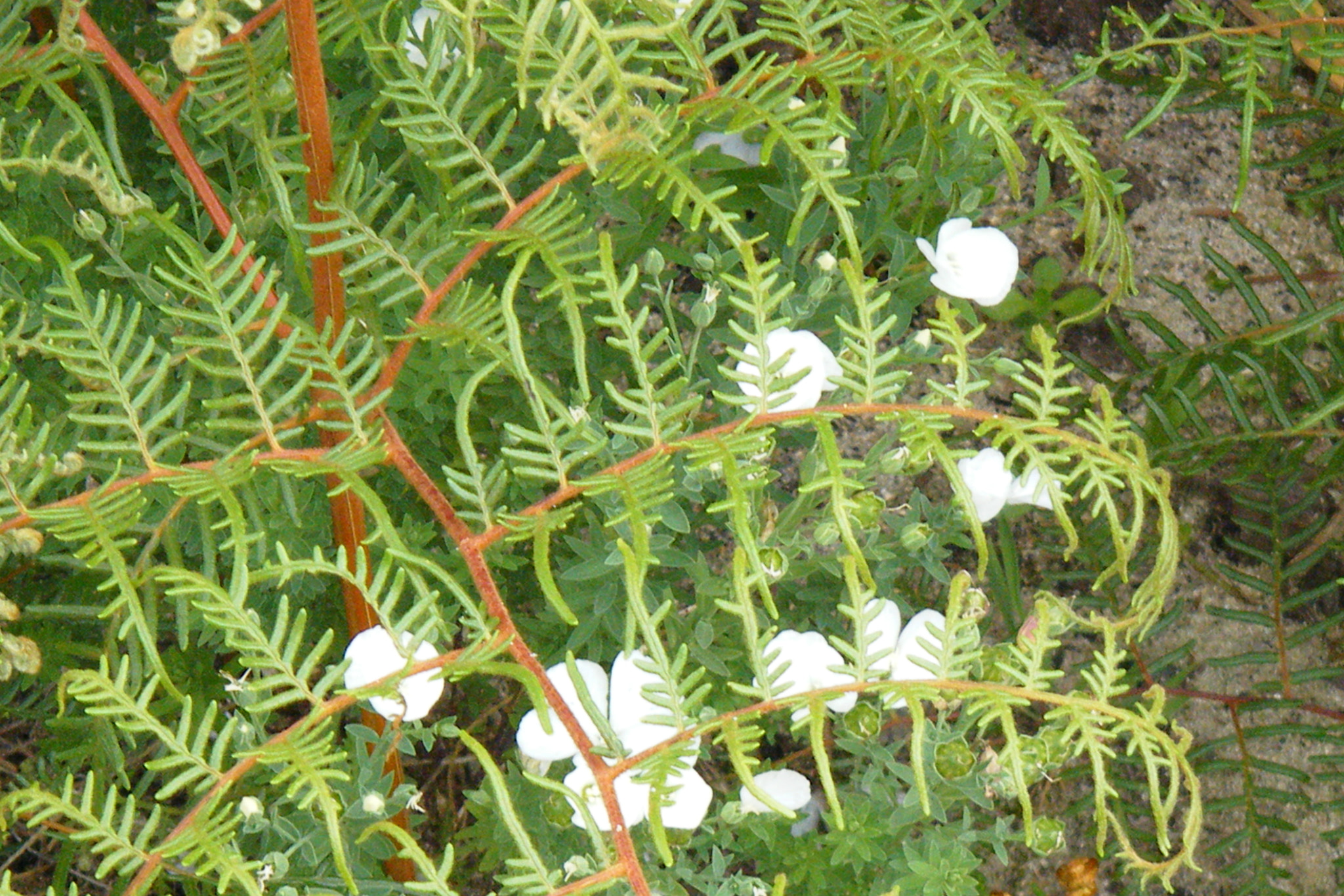 Fujifilm FinePix Z33WP sample photo. Flowers in new zealand photography