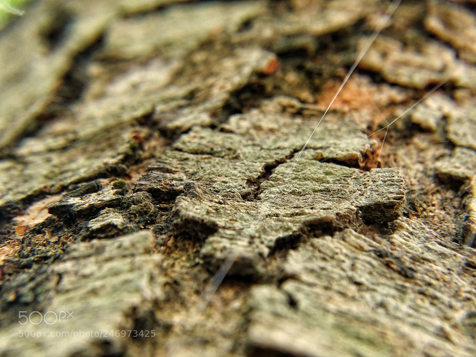 Sony Cyber-shot DSC-HX400V sample photo. Tree bark photography