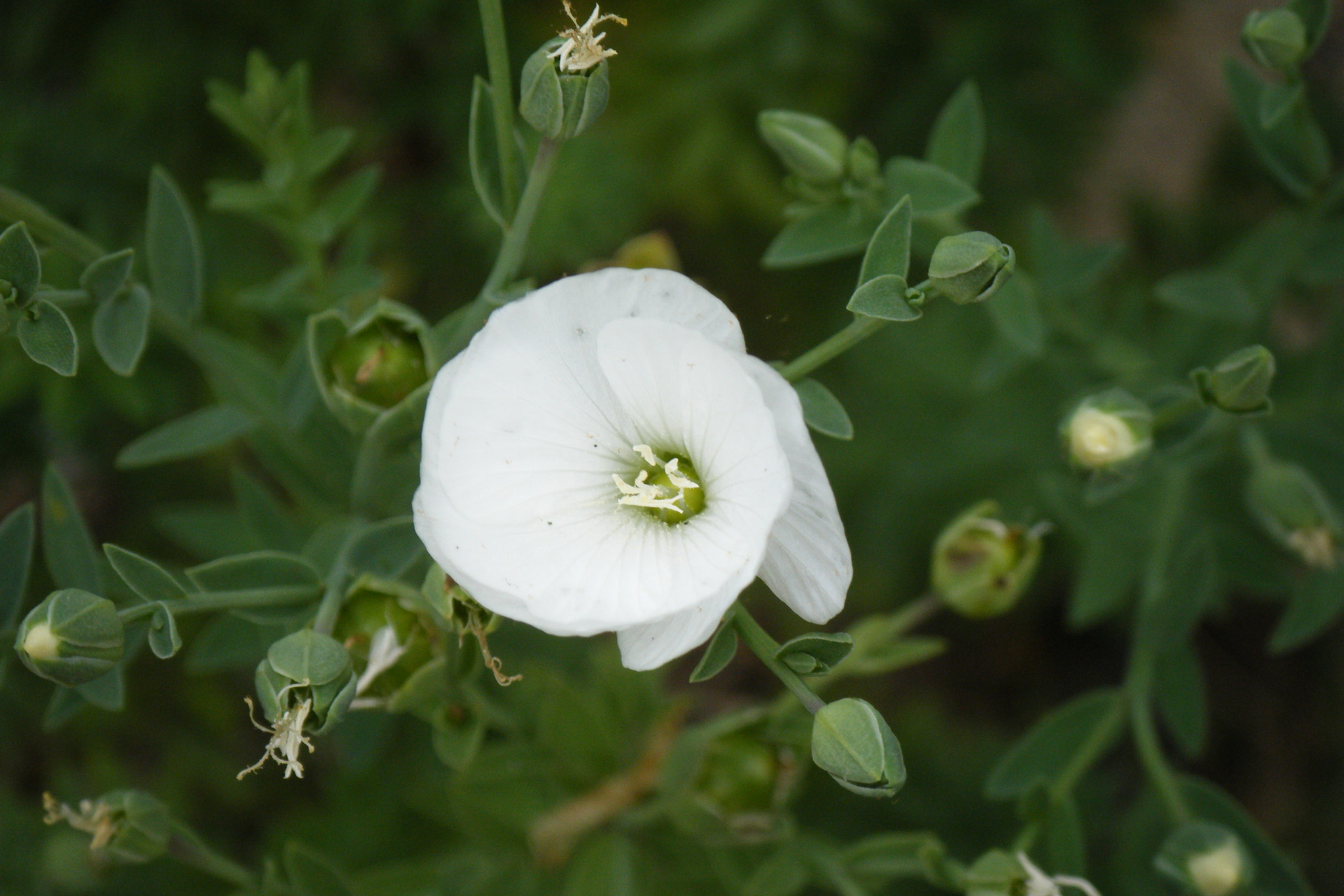 Fujifilm FinePix Z33WP sample photo