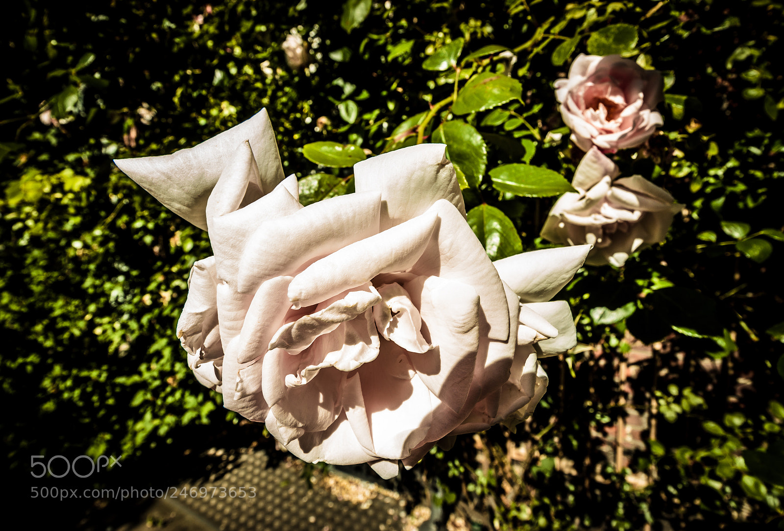 Canon EOS 550D (EOS Rebel T2i / EOS Kiss X4) sample photo. Roses in copenhagen botanical photography