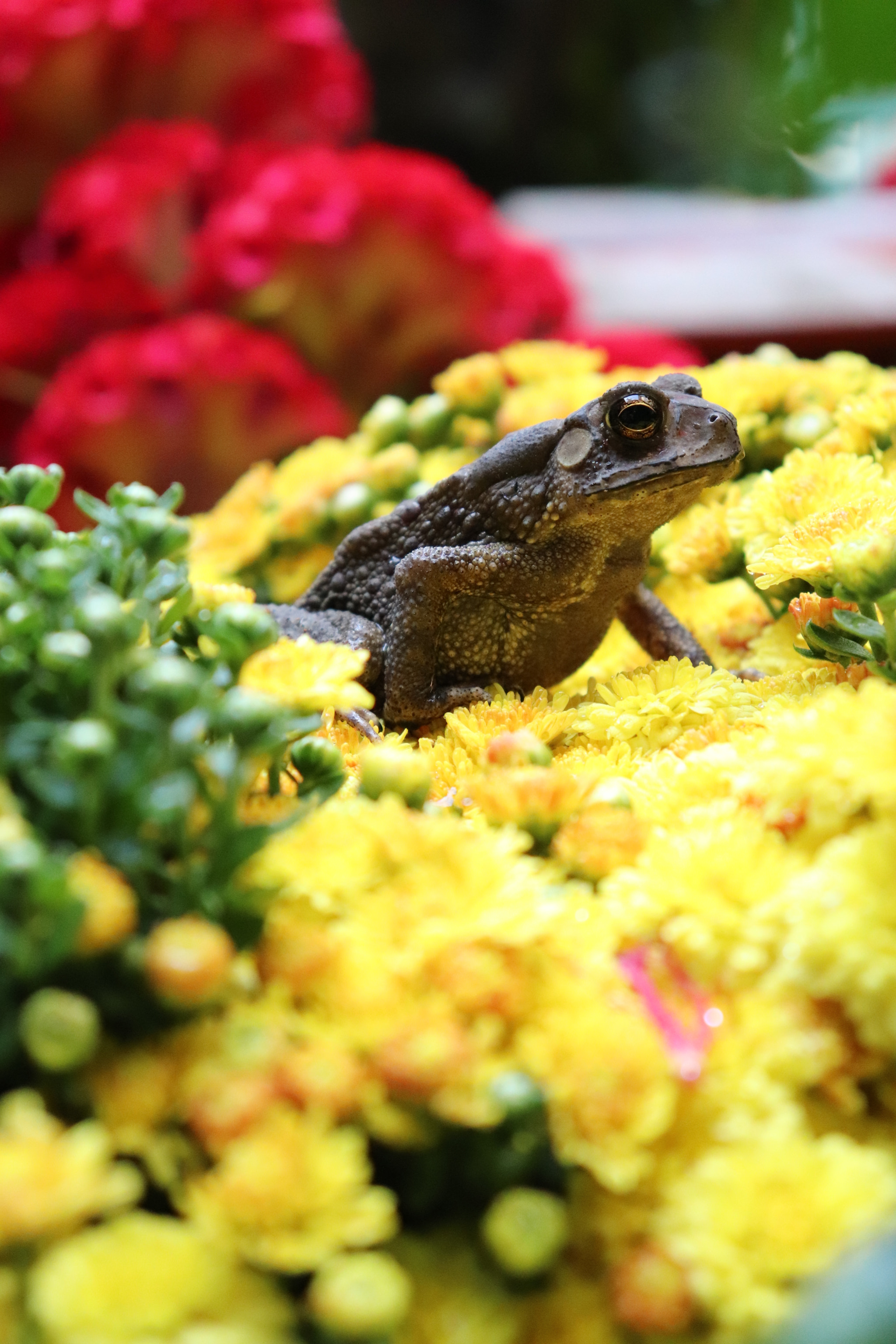 Canon EOS 77D (EOS 9000D / EOS 770D) sample photo