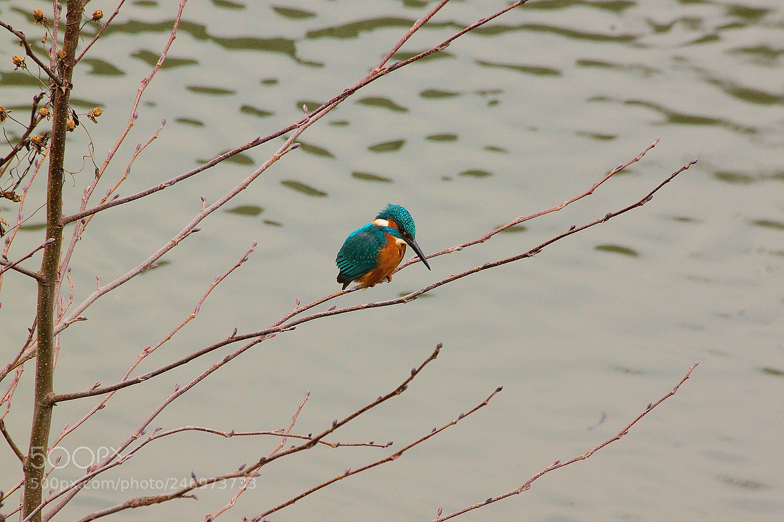 Canon EOS 500D (EOS Rebel T1i / EOS Kiss X3) sample photo. Martin-pêcheur (mâle) photography
