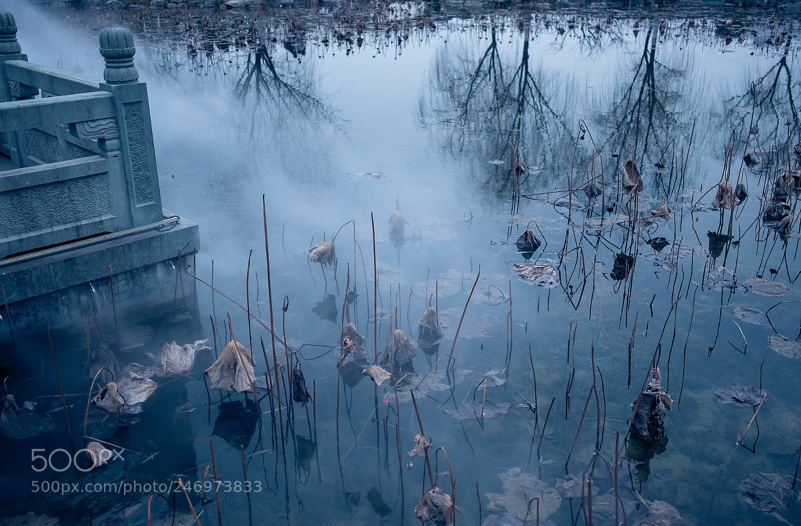 Fujifilm X-T2 sample photo. Withered lotus photography