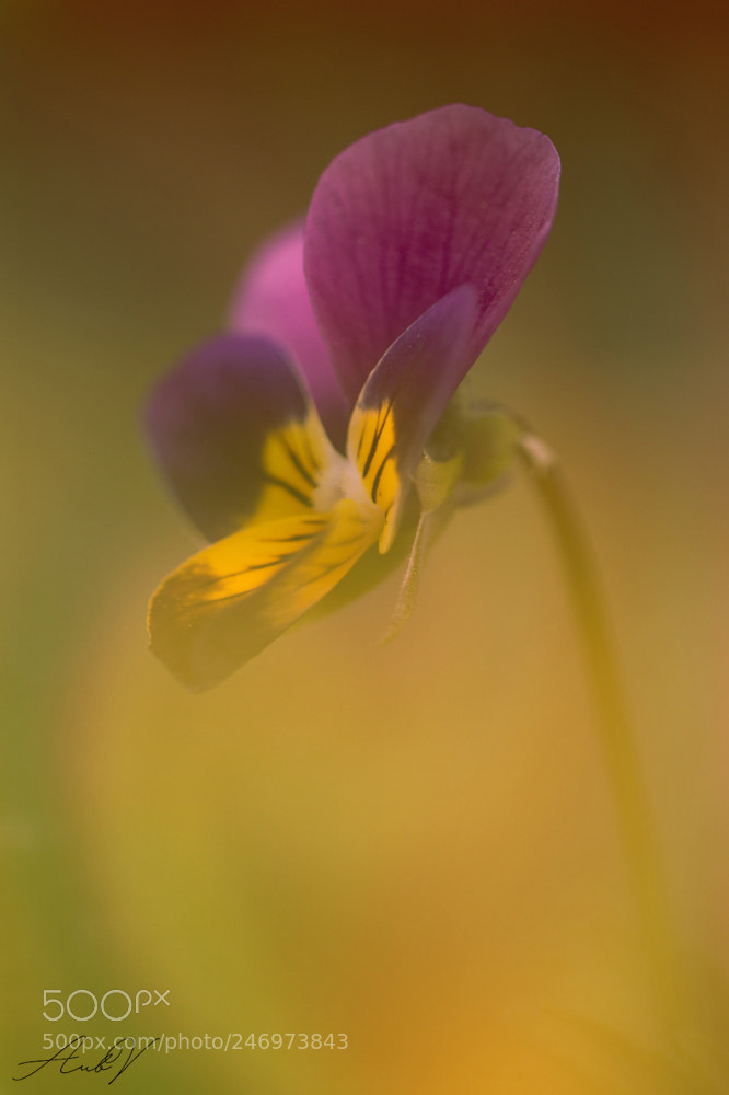 Canon EOS 7D sample photo. Viola photography