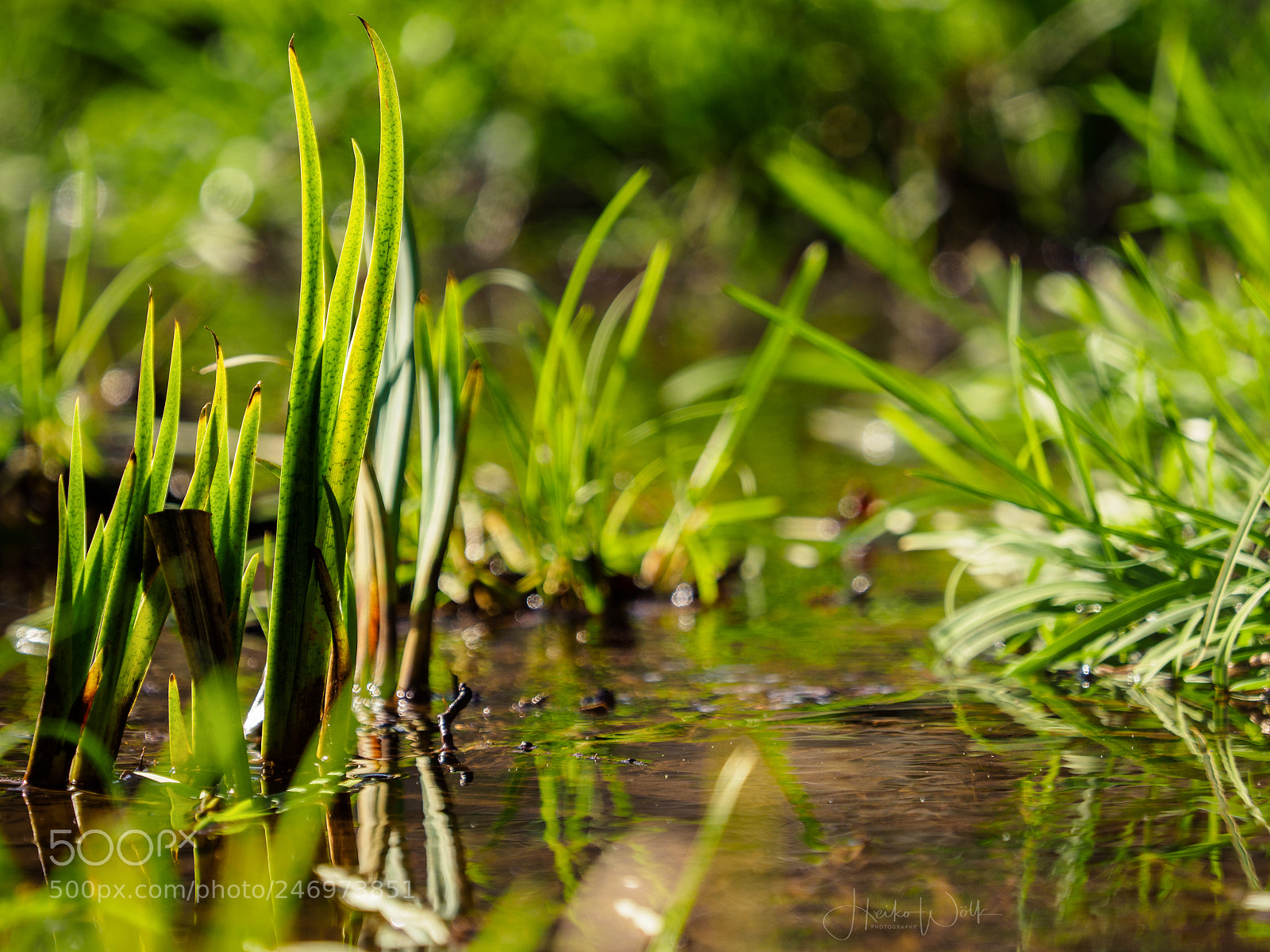 Olympus OM-D E-M1 Mark II sample photo. Spring is coming! photography