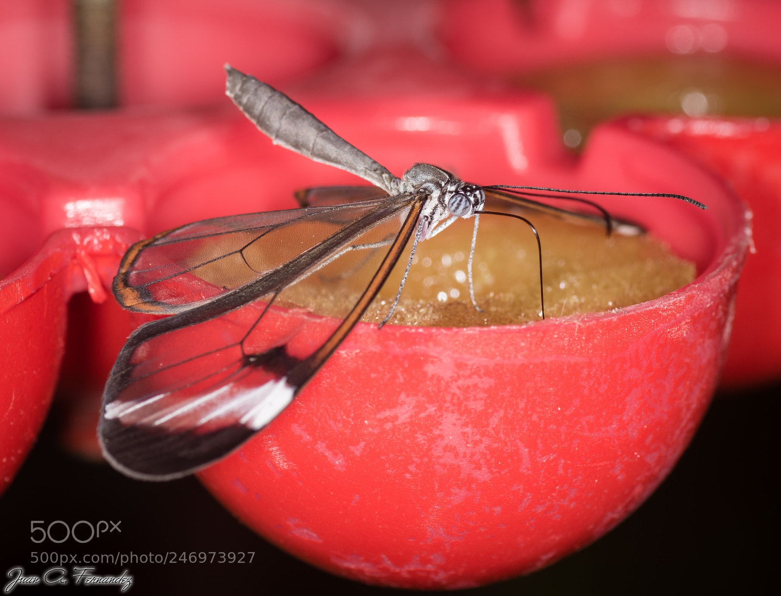 Nikon D7200 sample photo. Transparent wings feeding photography