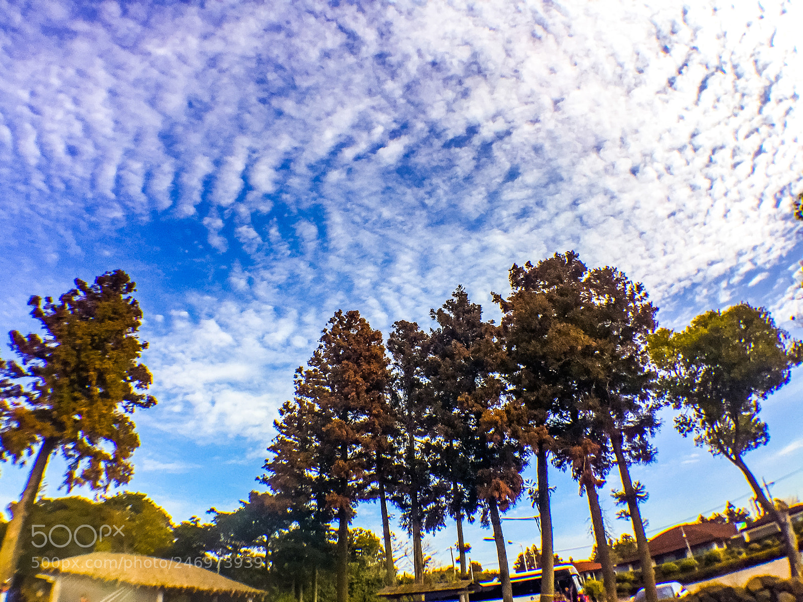 Apple iPhone 6 Plus sample photo. Tall trees with blue photography