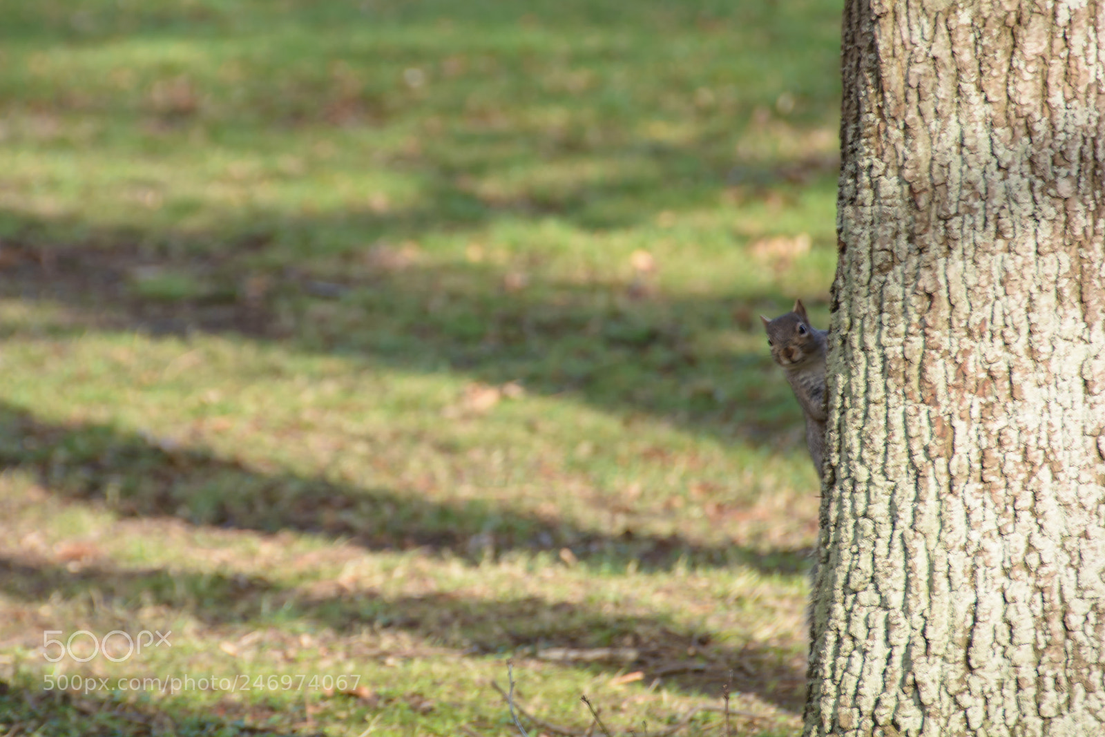 Nikon D5200 sample photo. Peekaboo!! photography