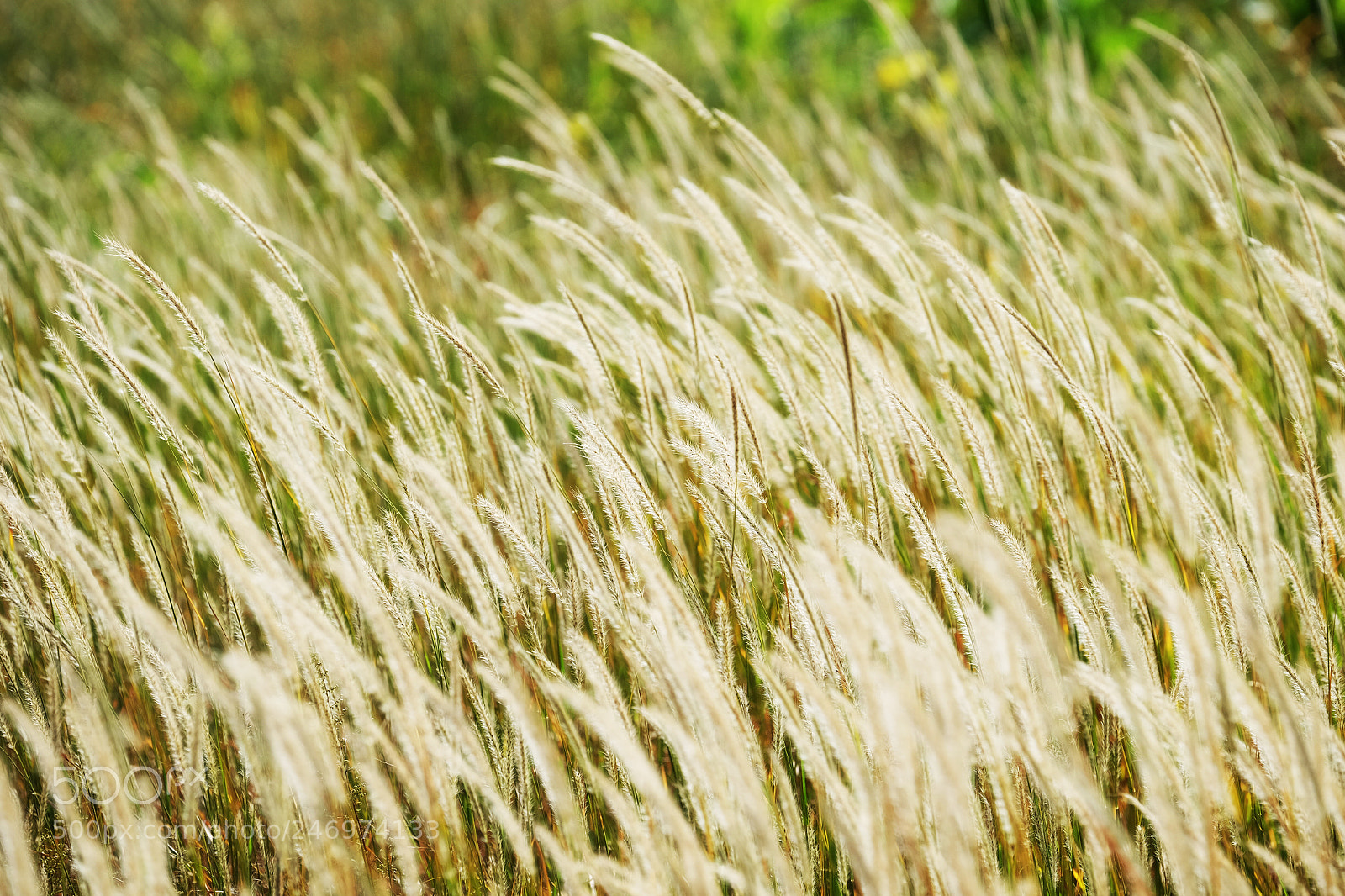Fujifilm X-T1 sample photo. Rippling wheat photography