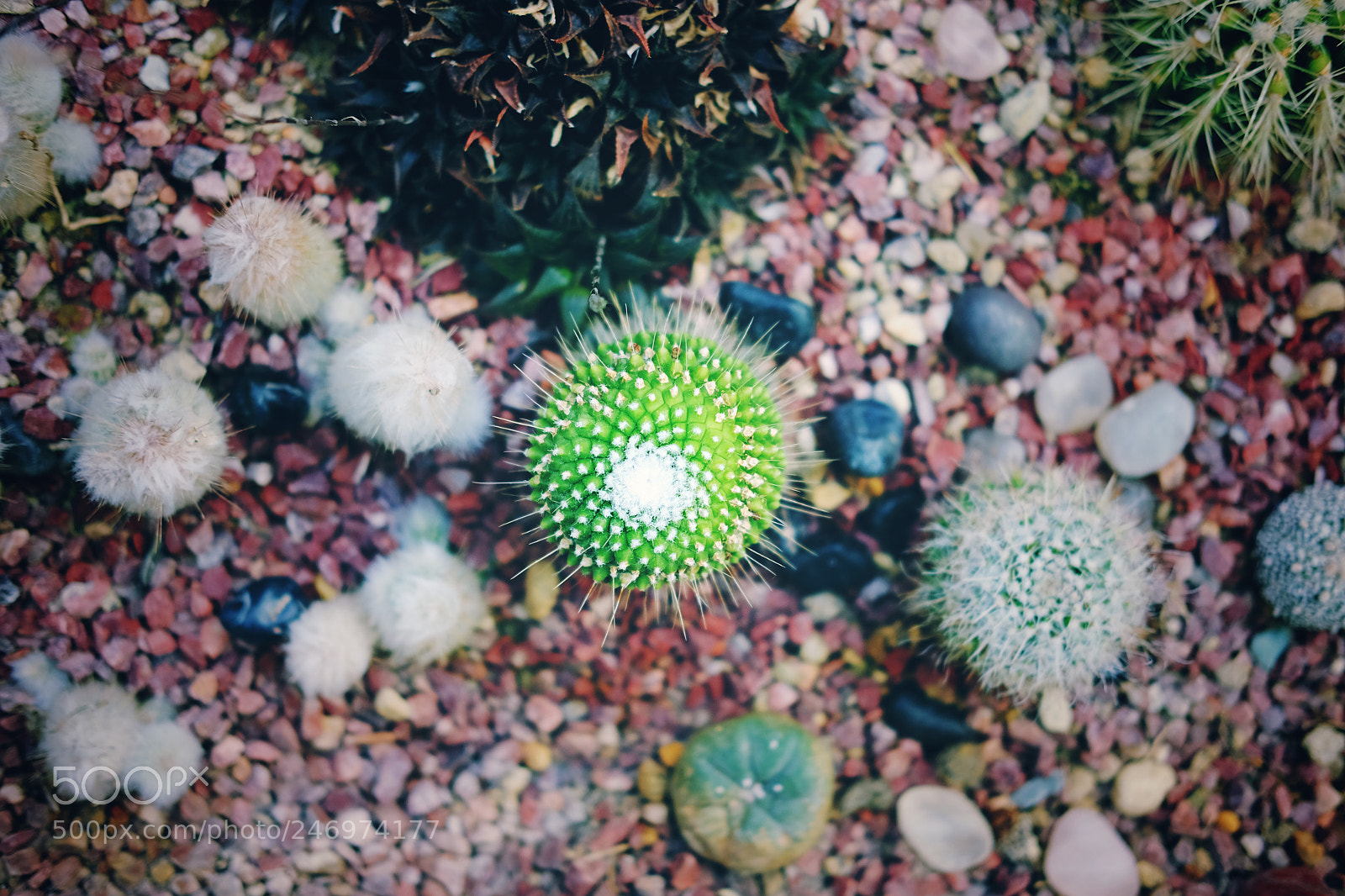 Fujifilm X-T1 sample photo. Succulent plants photography
