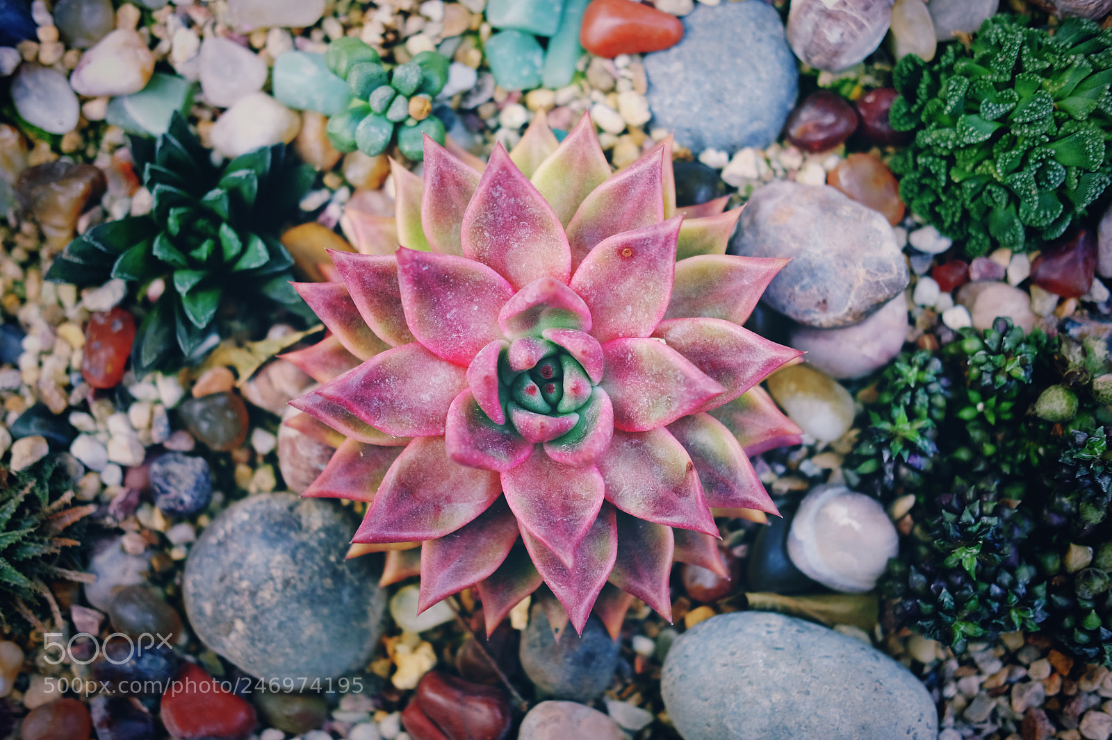 Fujifilm X-T1 sample photo. Succulent plants photography