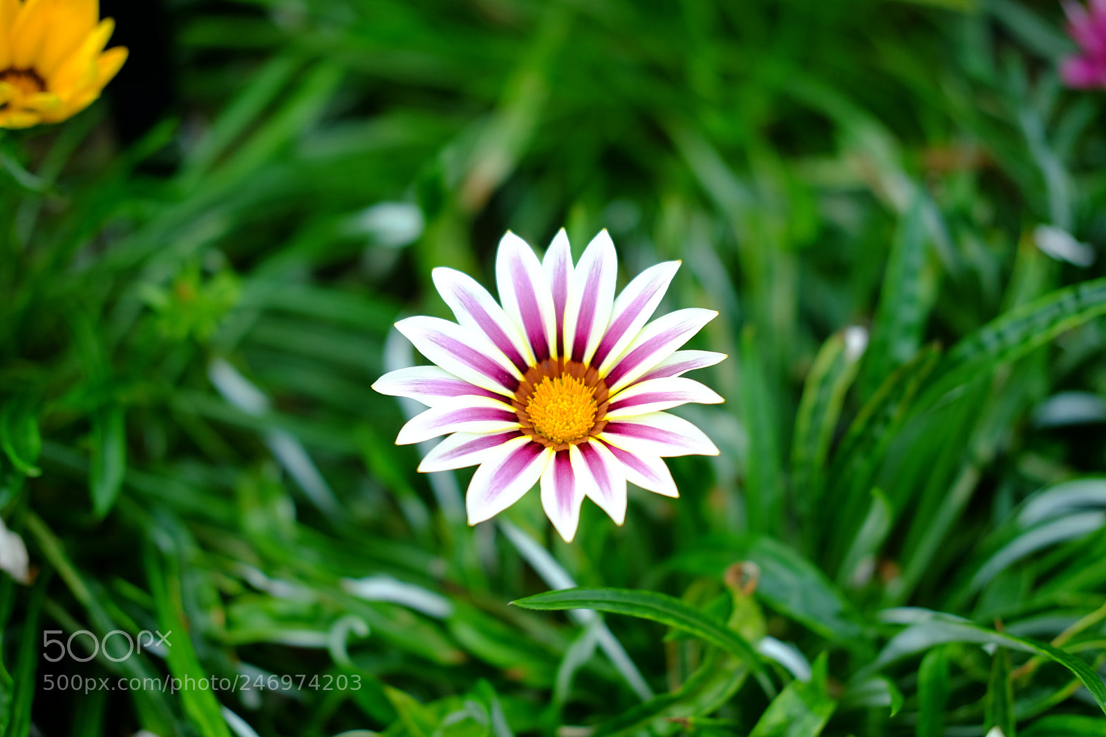 Fujifilm X-T1 sample photo. Bellis perennis photography