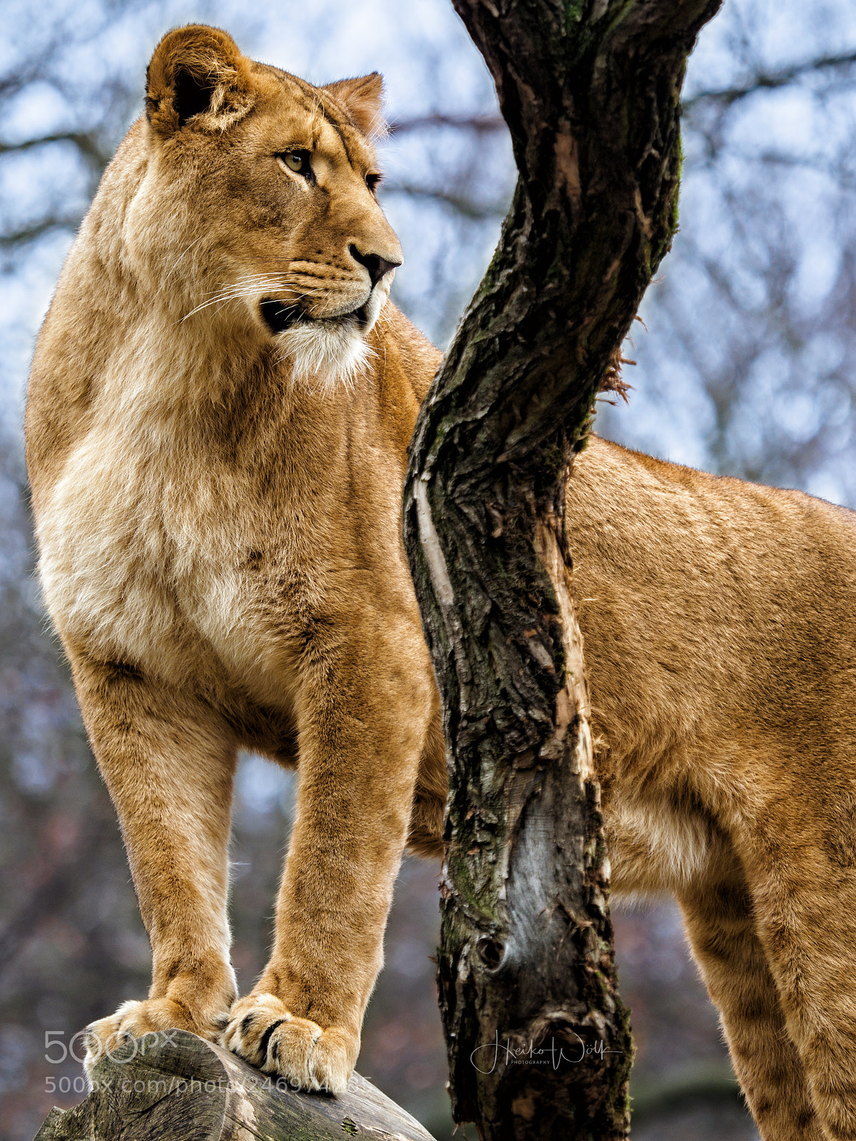 Olympus OM-D E-M1 Mark II sample photo. King of the jungle photography