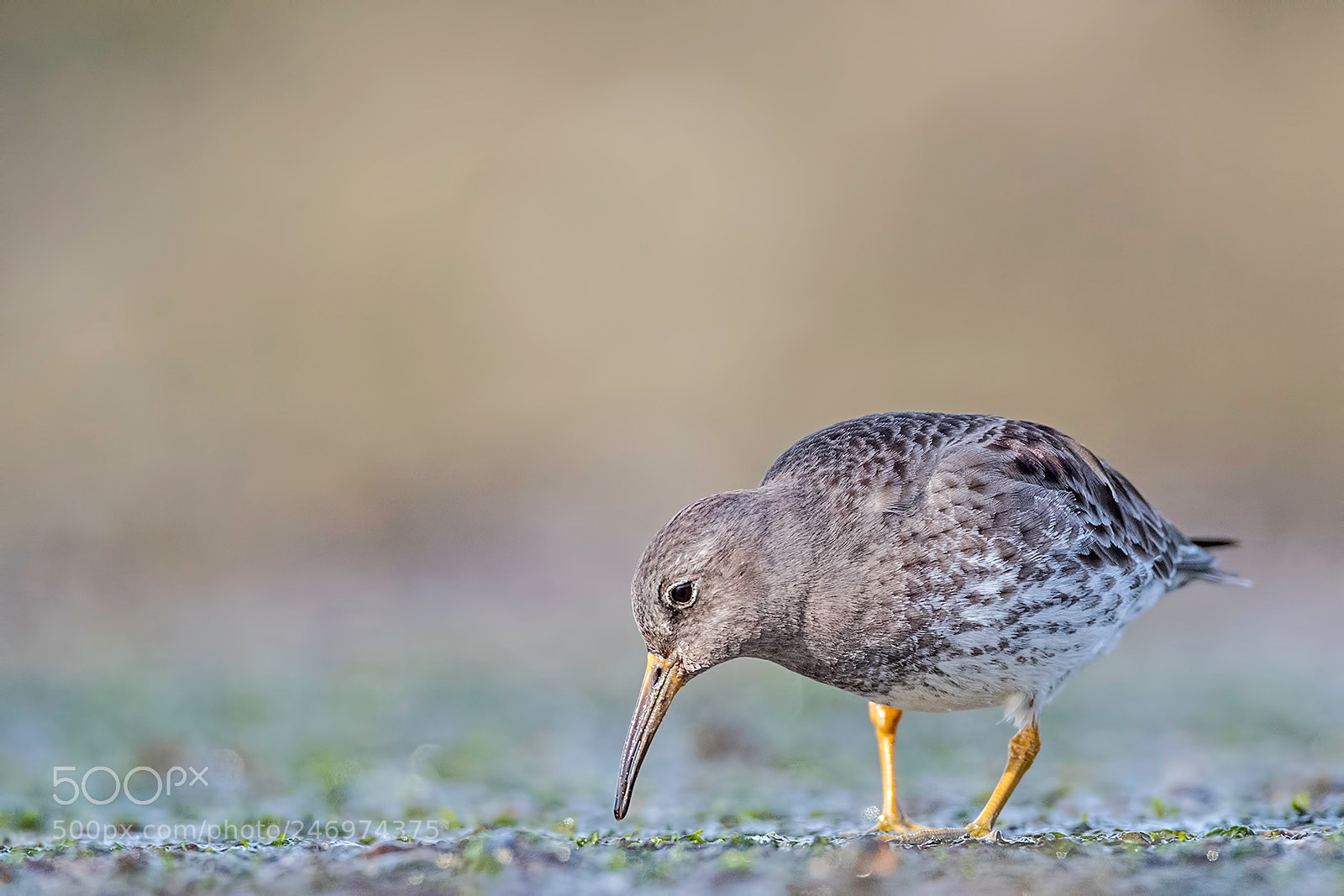 Canon EOS-1D X Mark II sample photo. Purple sandpiper photography