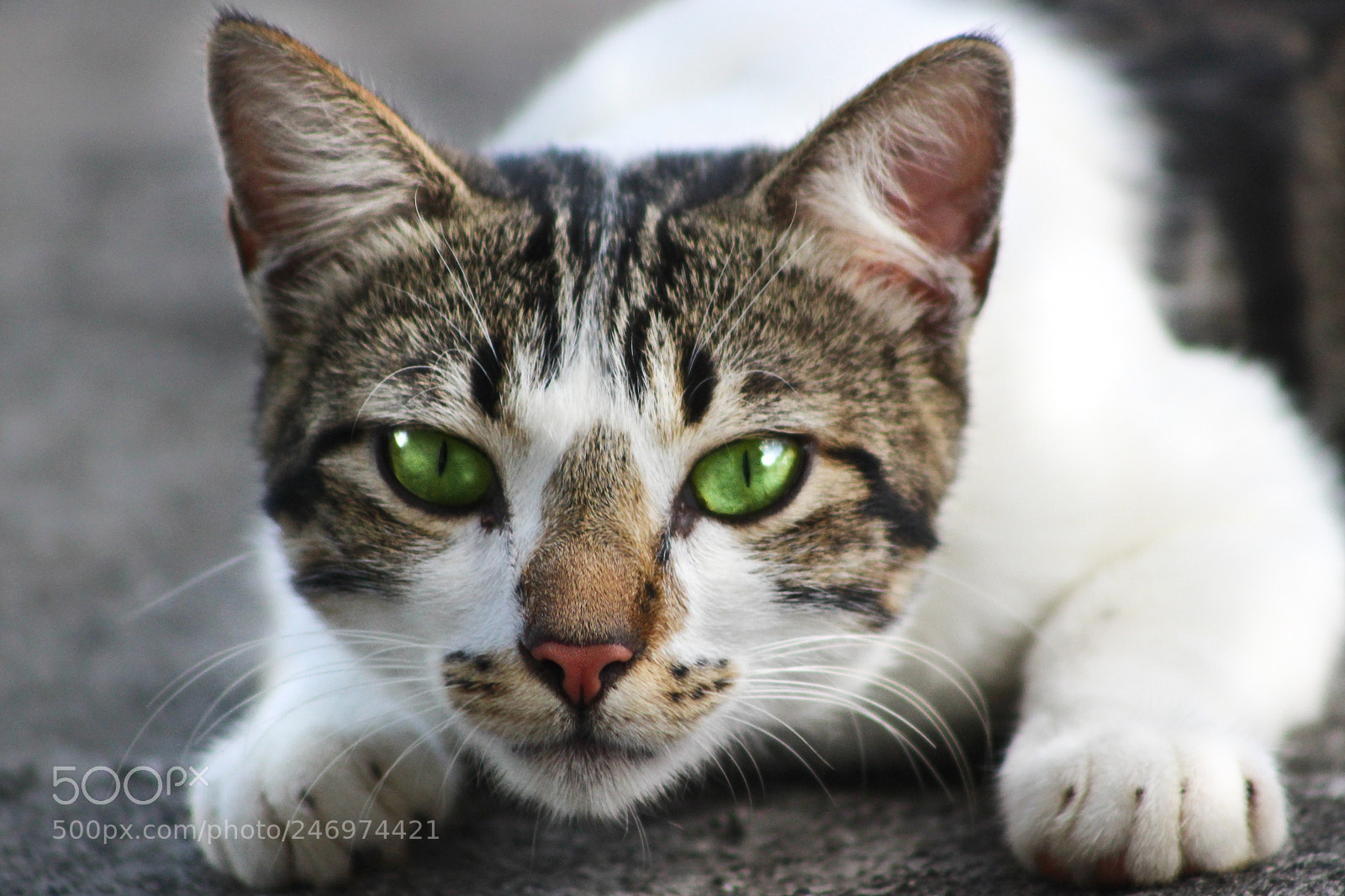 Canon EOS 100D (EOS Rebel SL1 / EOS Kiss X7) sample photo. Lying in wait photography