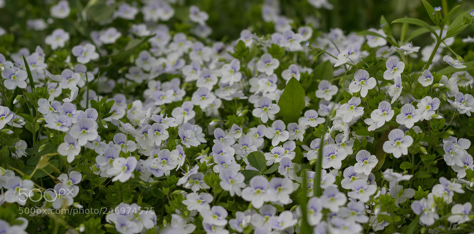Canon EOS 600D (Rebel EOS T3i / EOS Kiss X5) sample photo. Veronica photography