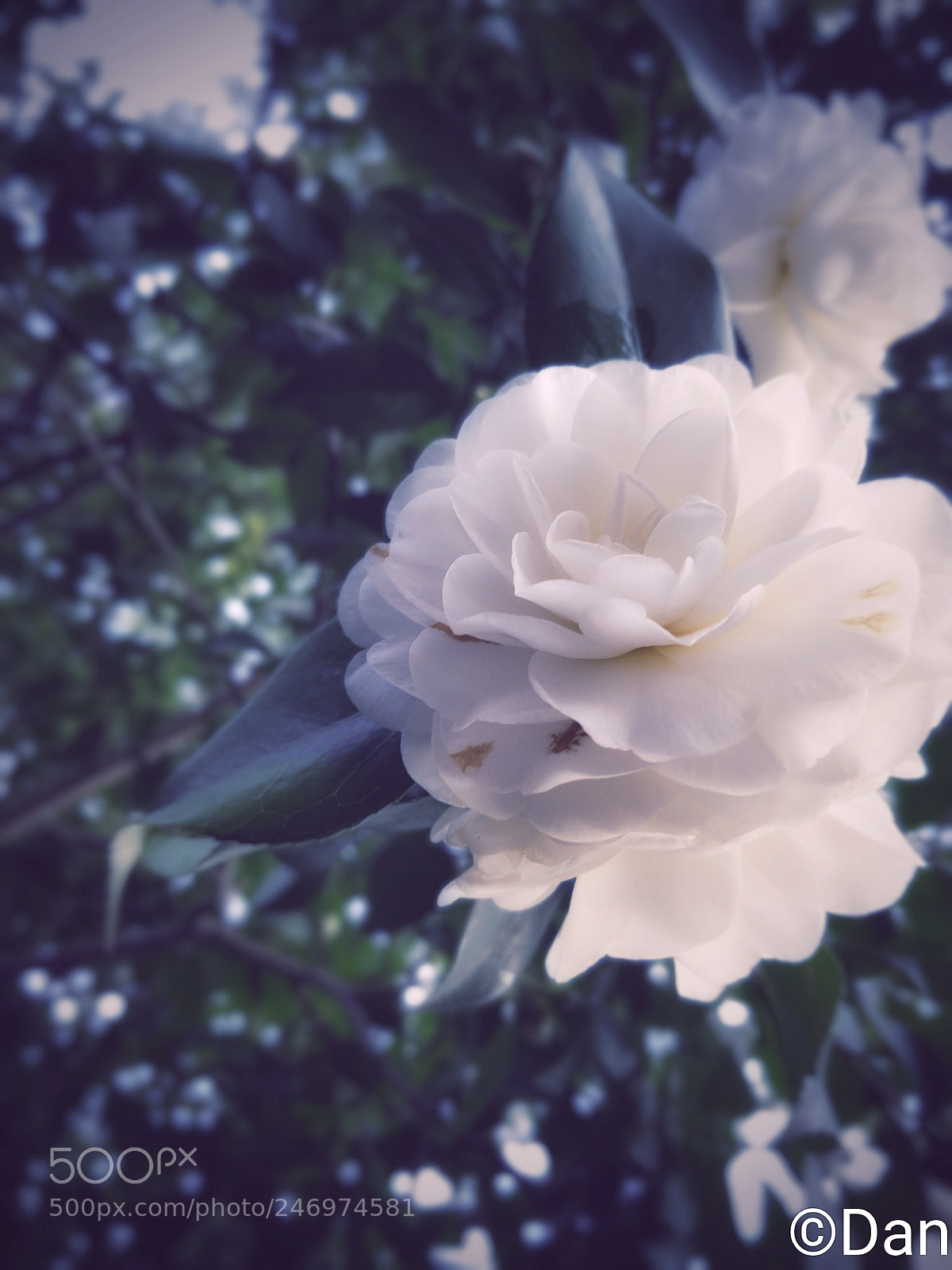 OnePlus 5T sample photo. White camellia photography
