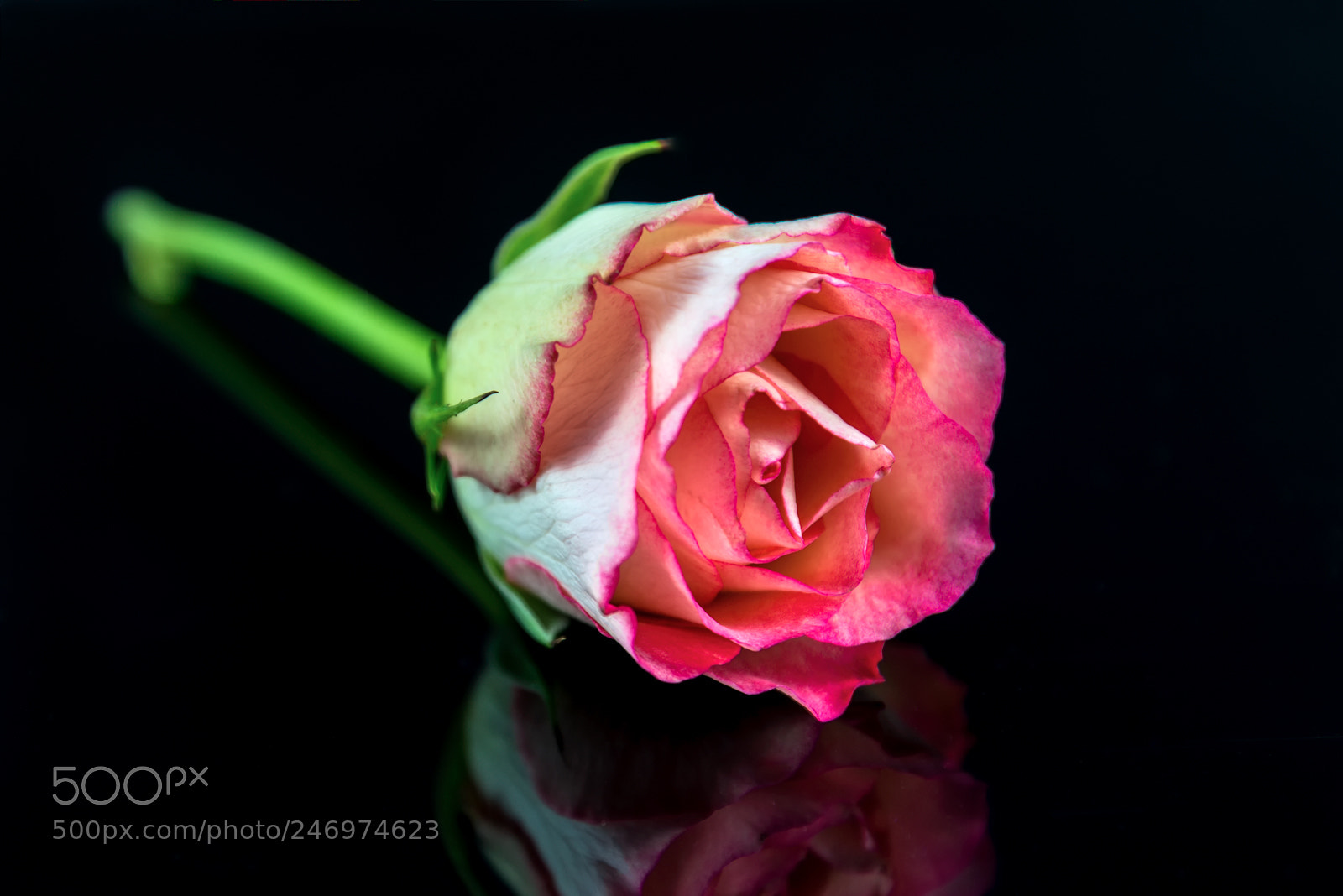 Nikon D610 sample photo. Single rose photography