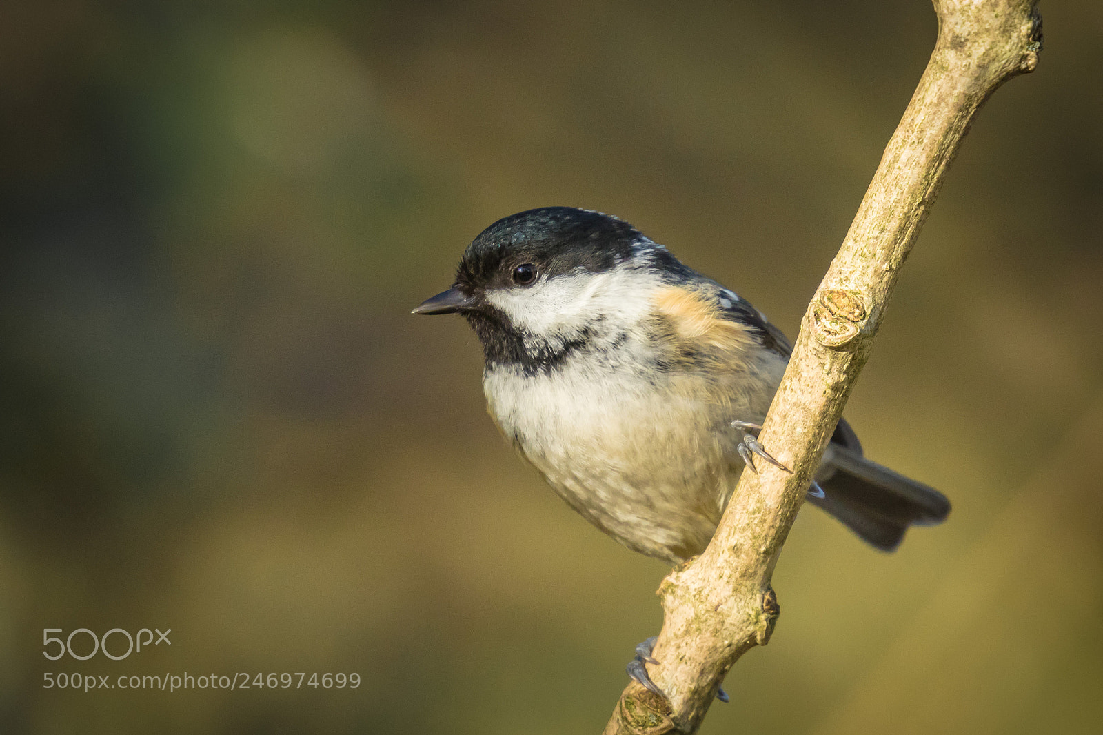 Canon EOS 7D Mark II sample photo. Coal tit photography