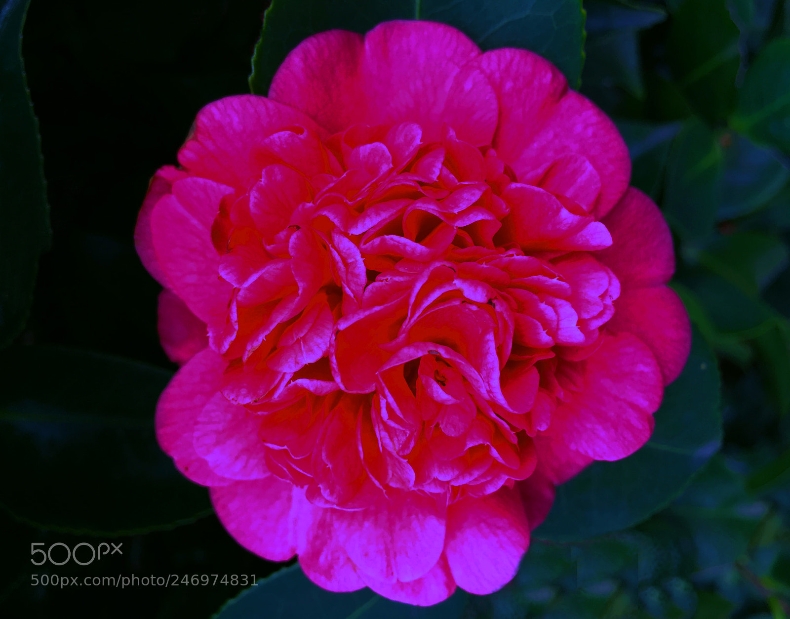 Apple iPhone 6s Plus sample photo. Flor photography