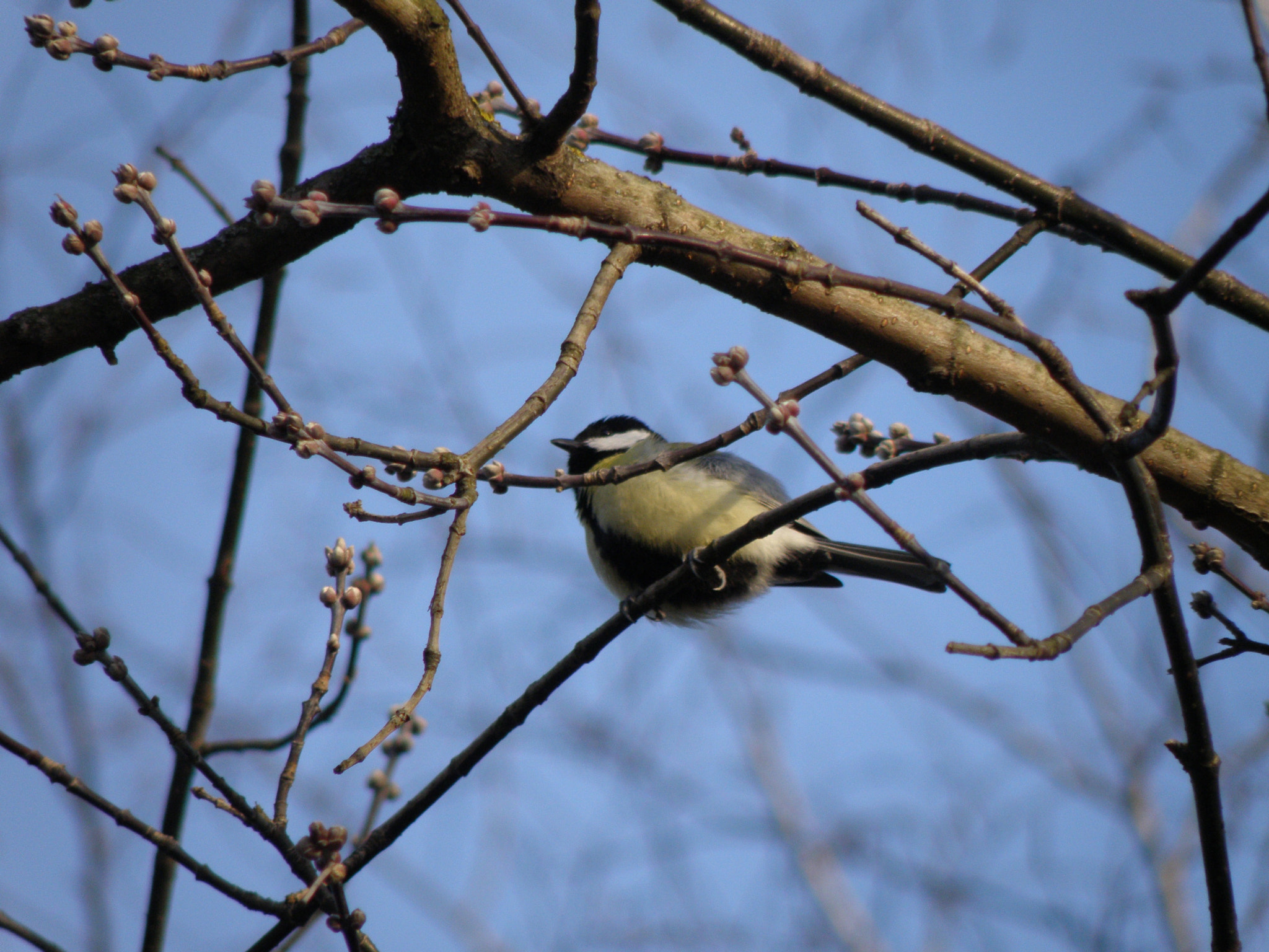 Olympus SP-565UZ sample photo. A tit in the morning photography