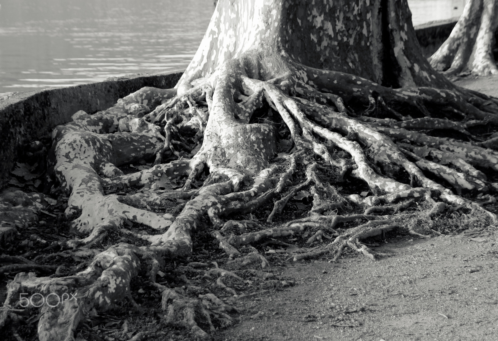 Sigma 18-250mm F3.5-6.3 DC OS HSM sample photo. Racines... photography