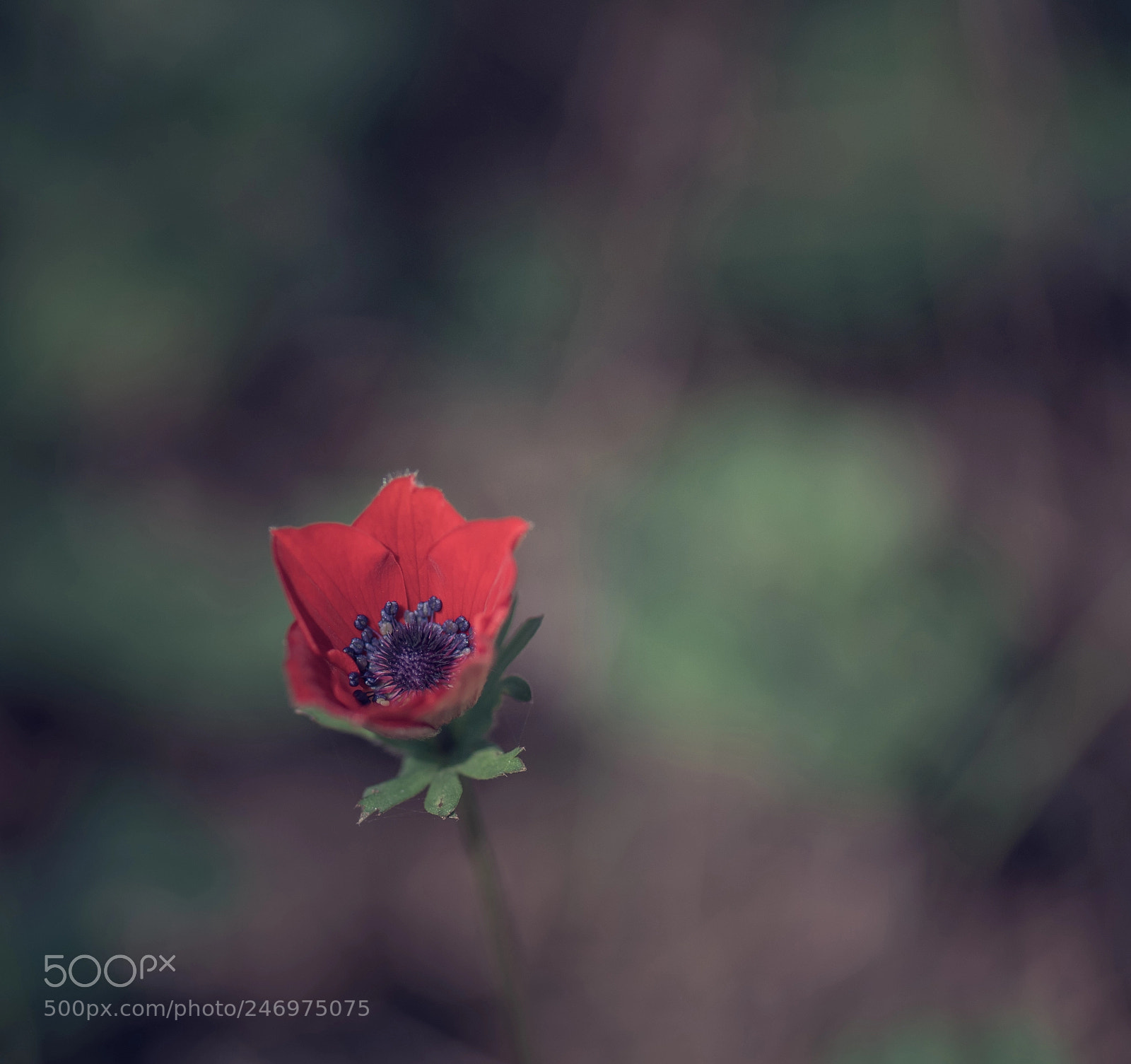 Nikon D810 sample photo. Poppy flower photography