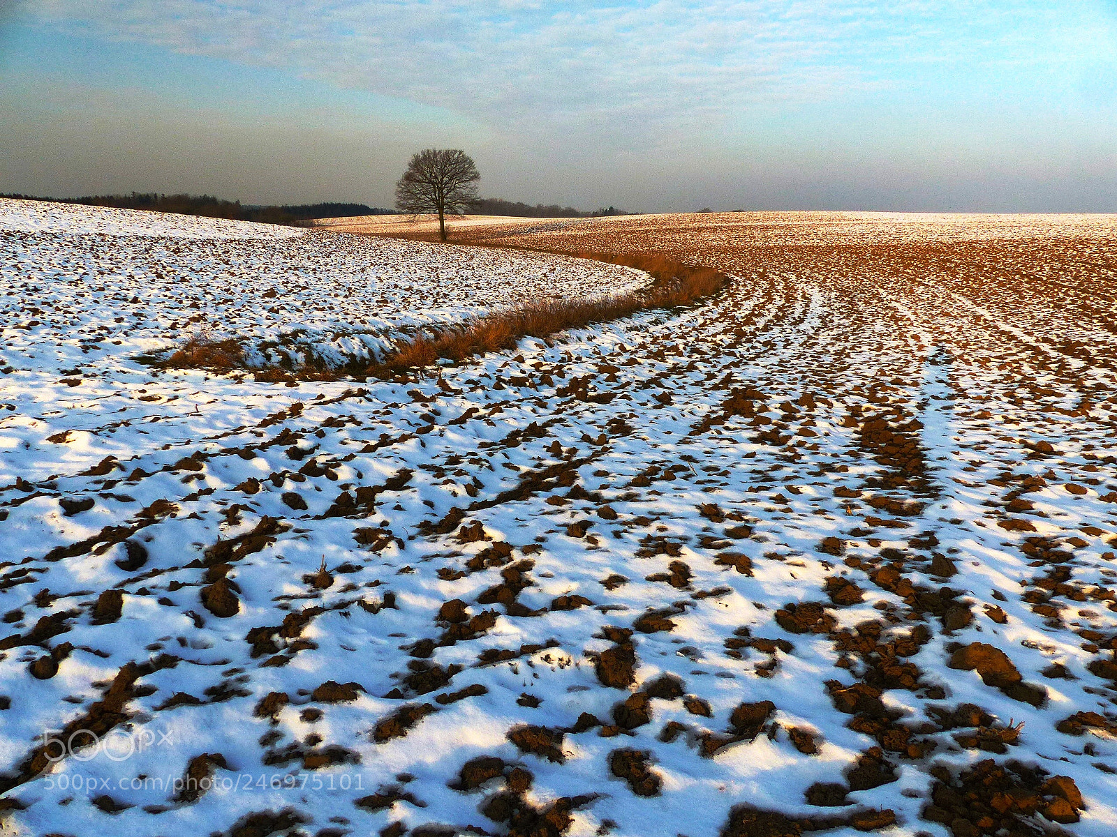 Panasonic Lumix DMC-FZ200 sample photo. Lonely oak tree photography