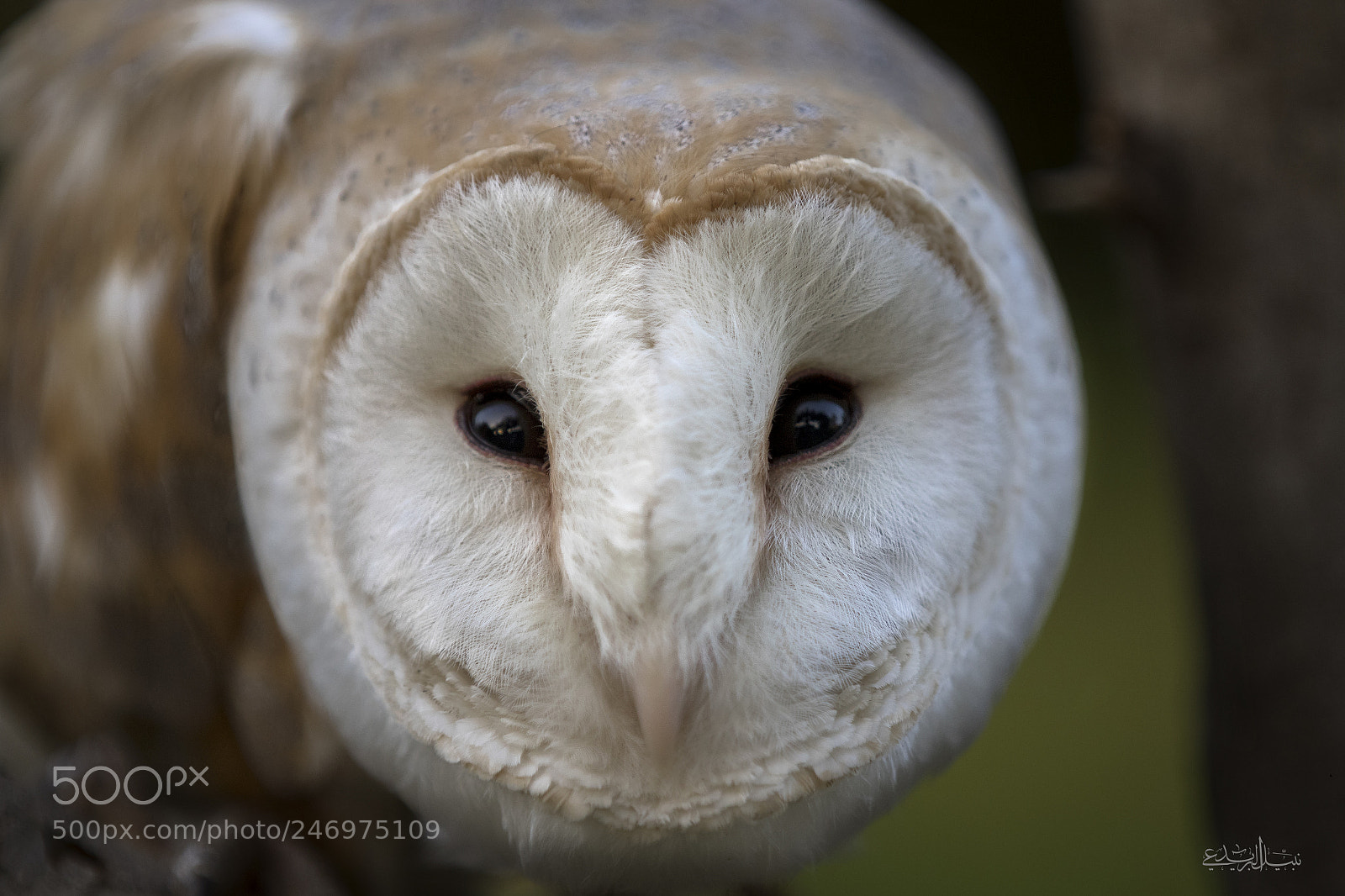 Canon EOS 7D Mark II sample photo. Barn owl photography